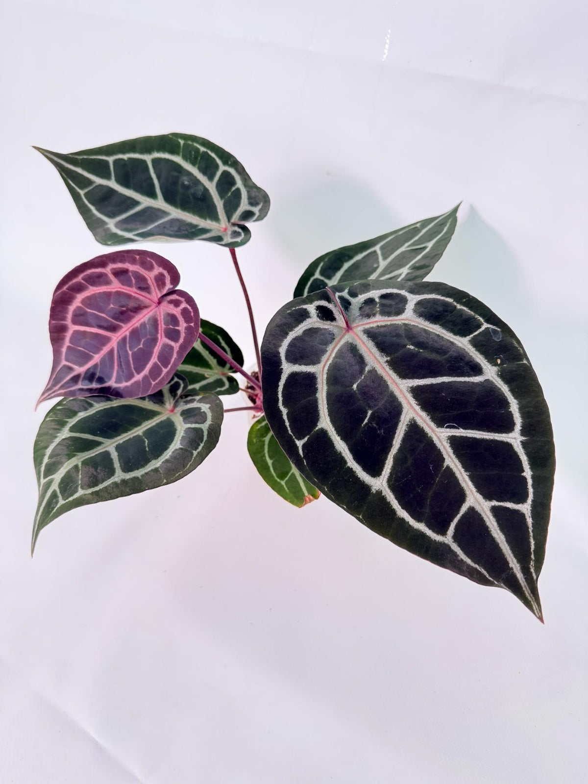 Anthurium Michelle 01