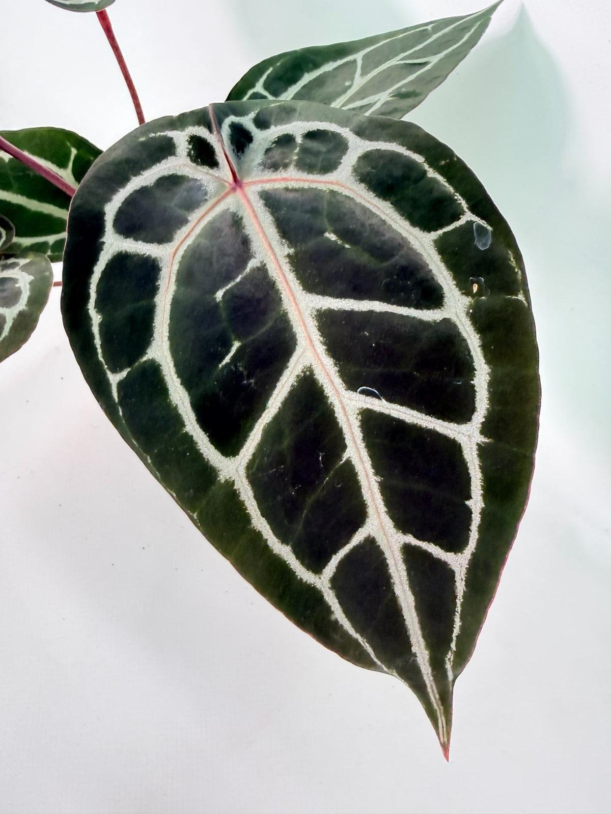 Anthurium Michelle 02