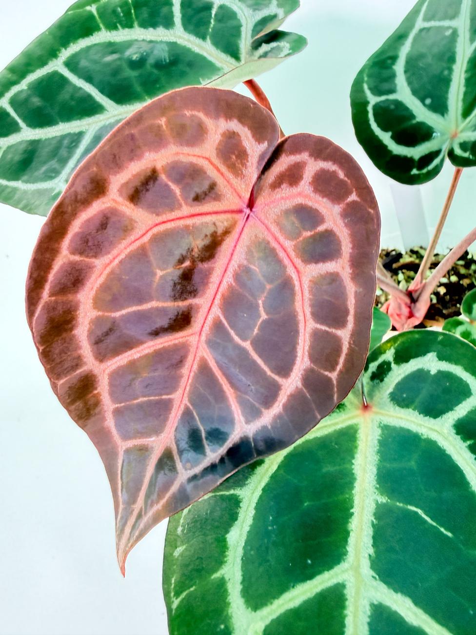 Anthurium Michelle 3