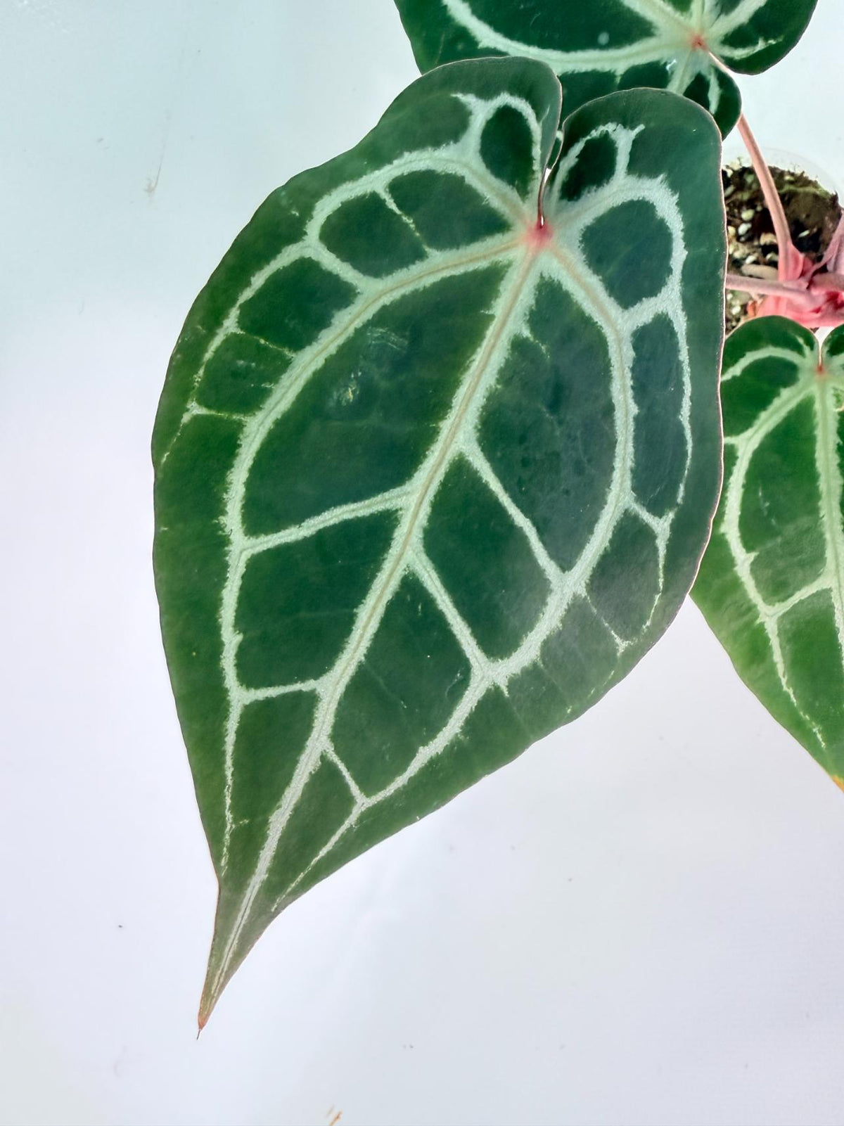 Anthurium Michelle 04