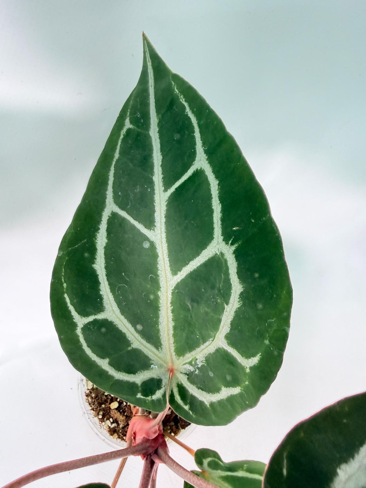 Anthurium Michelle 05