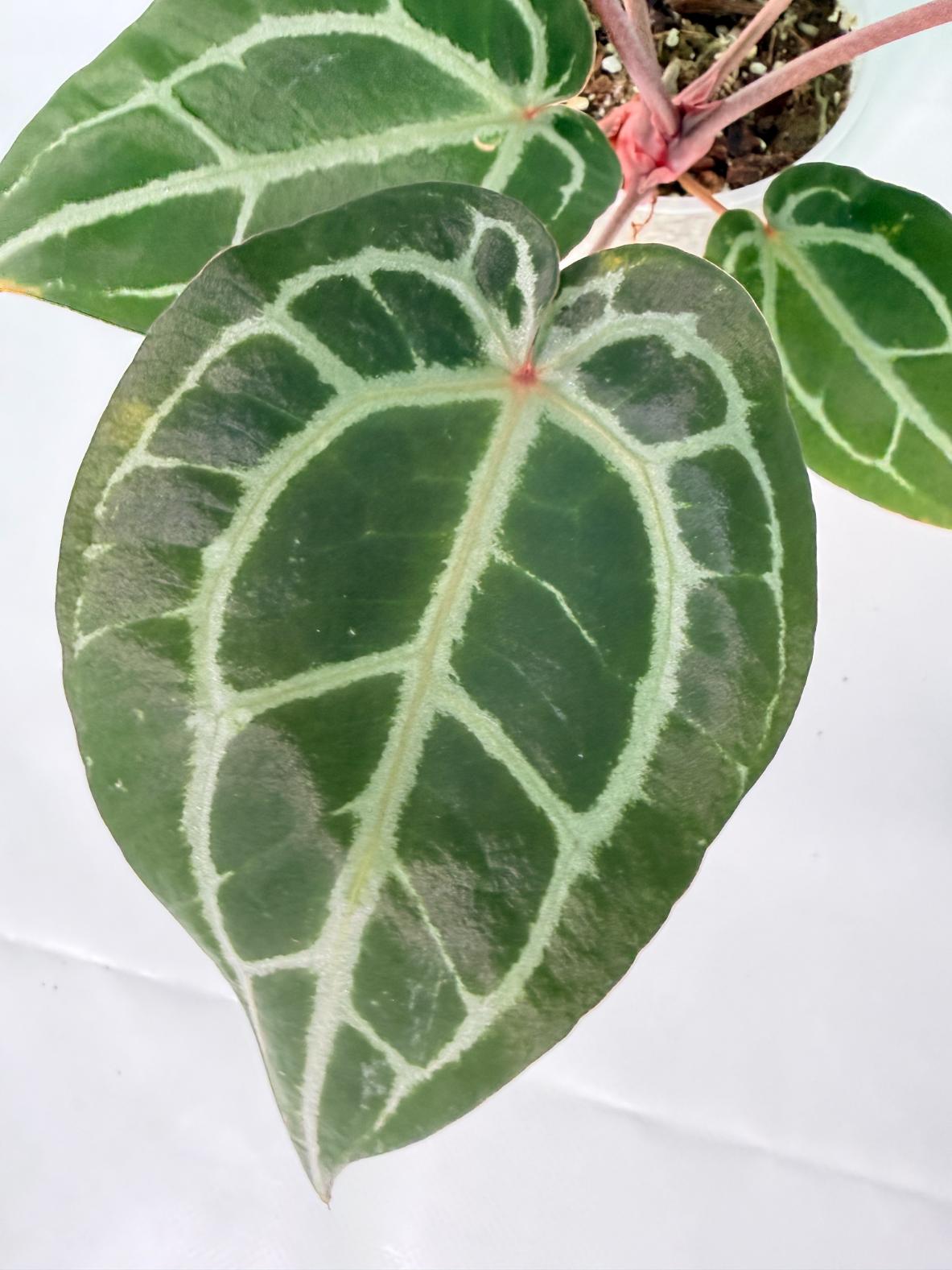 Anthurium Michelle 06