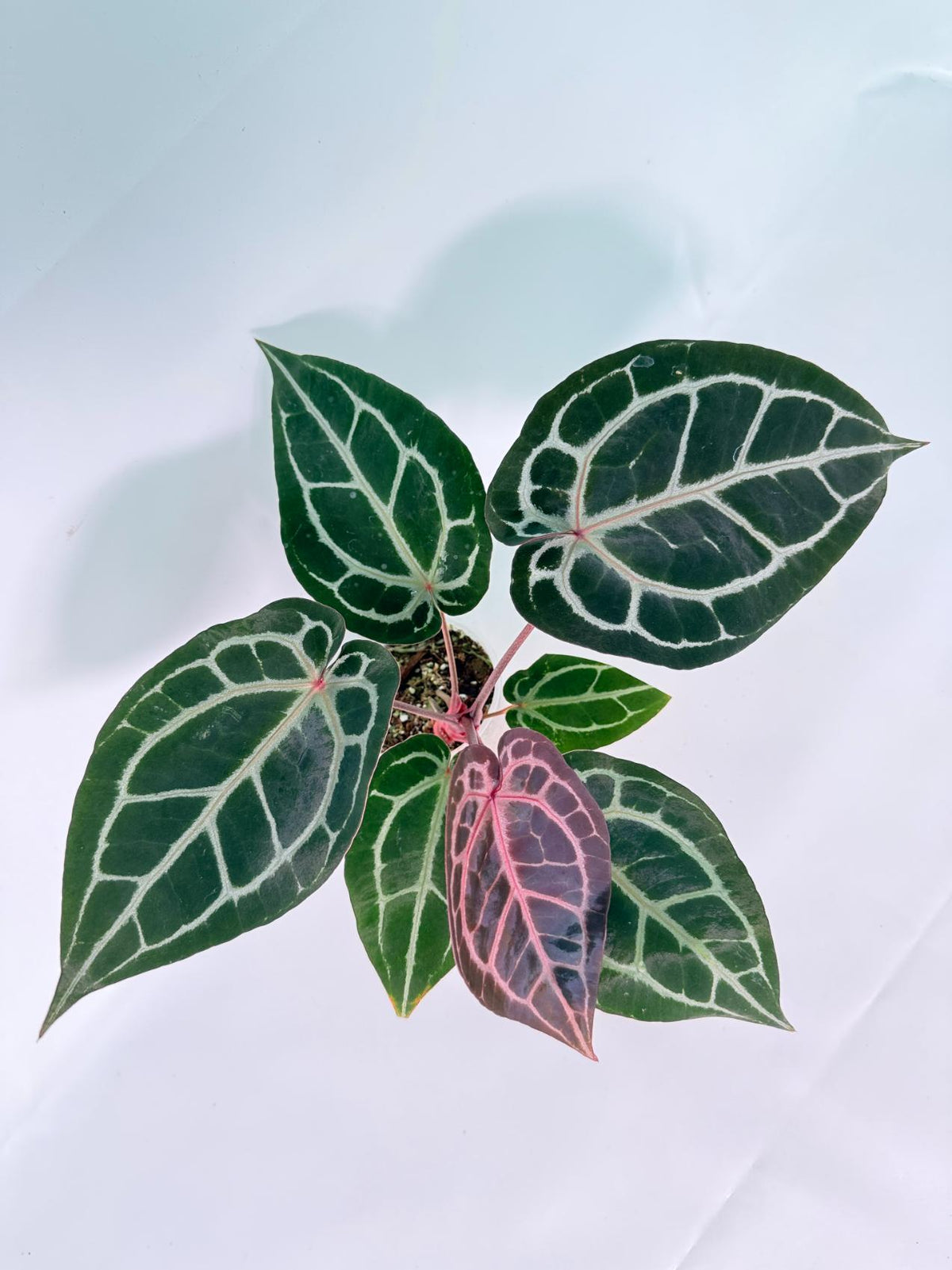 Anthurium Michelle 07