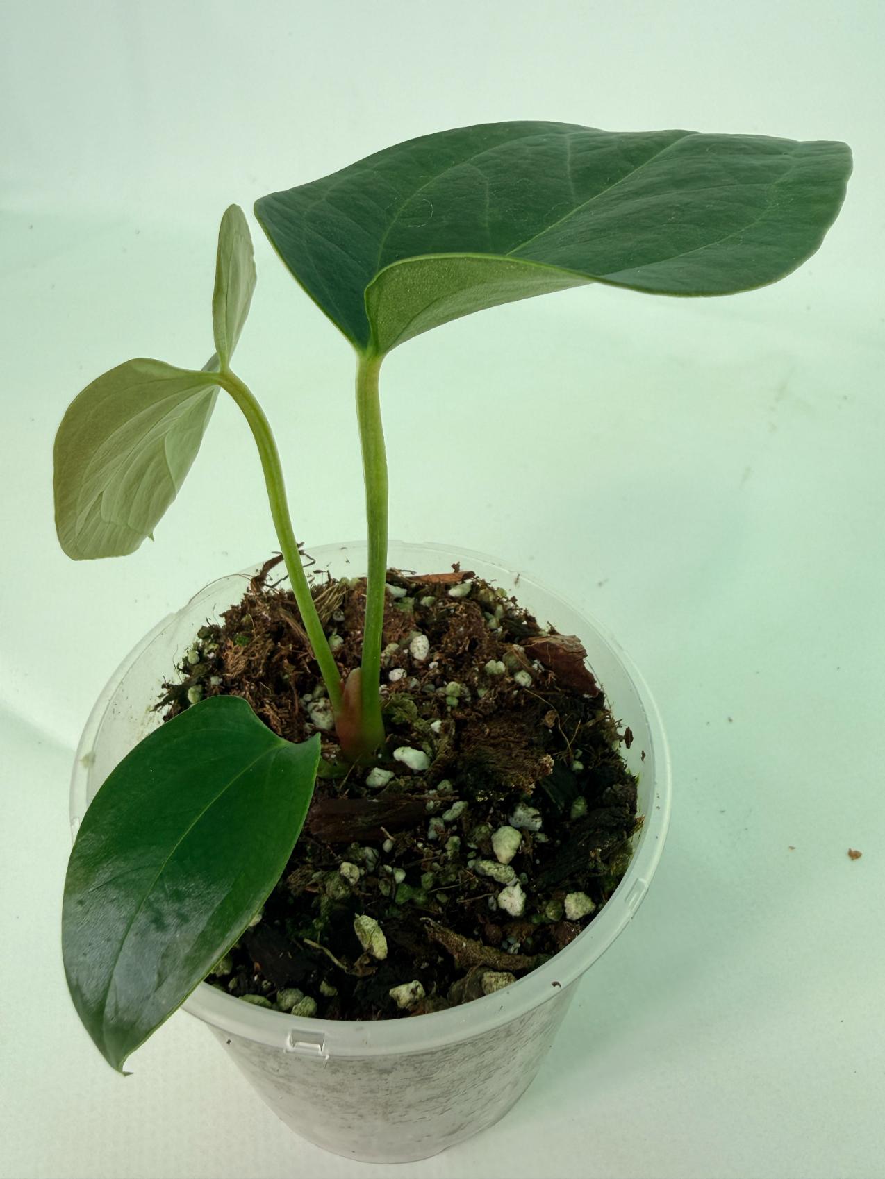 Anthurium napo 5