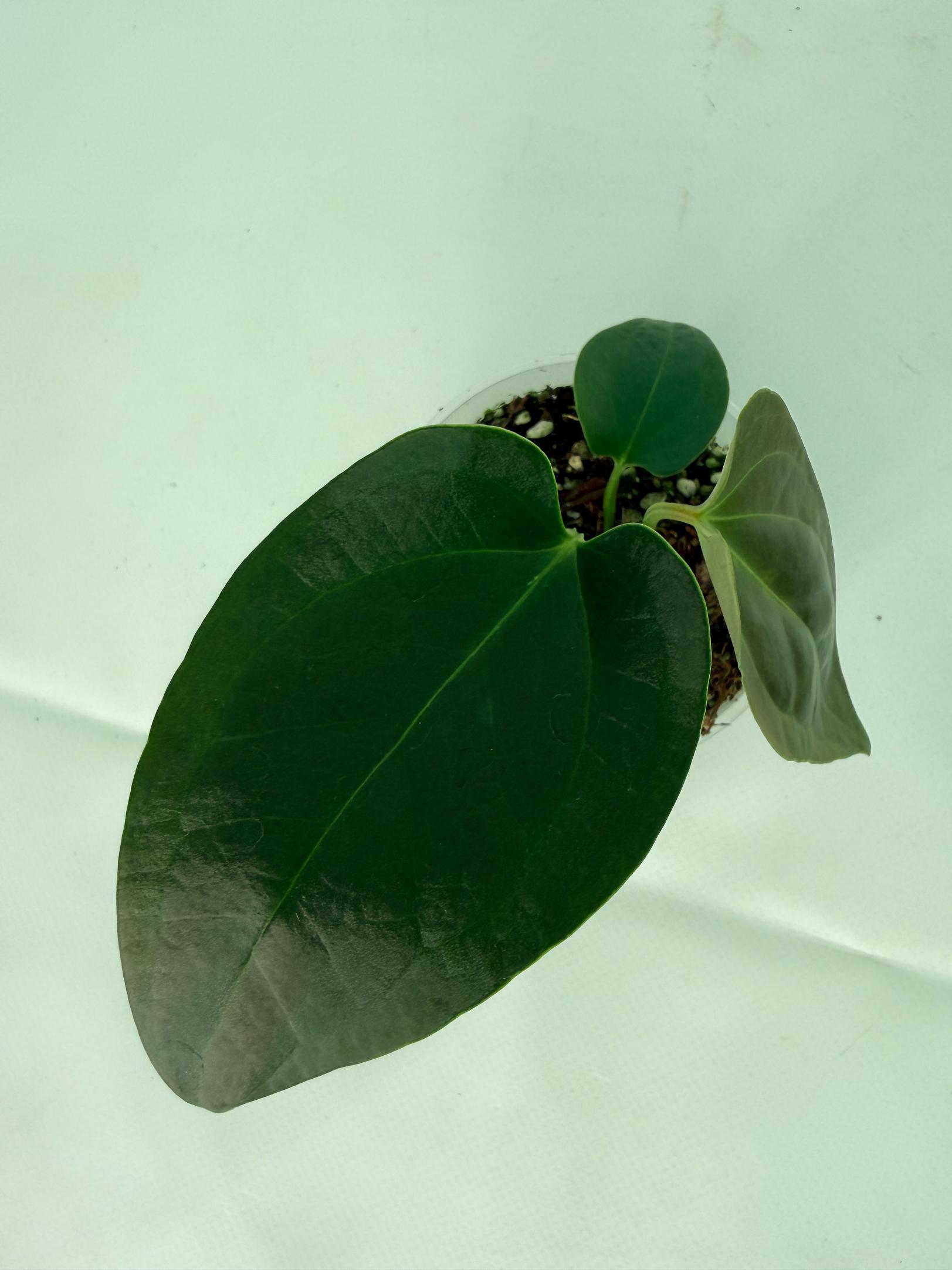 Anthurium napo 3