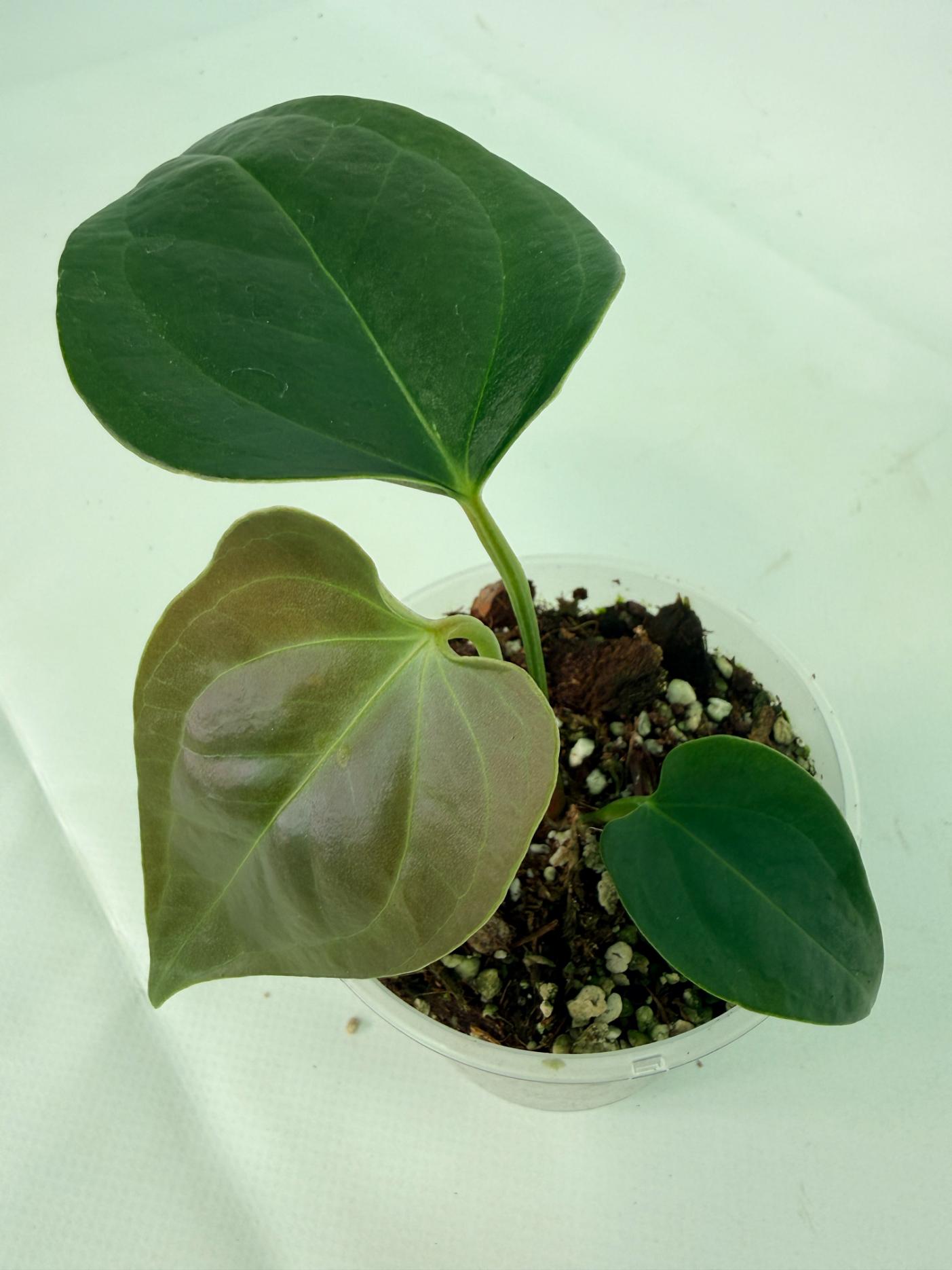 Anthurium napo 4