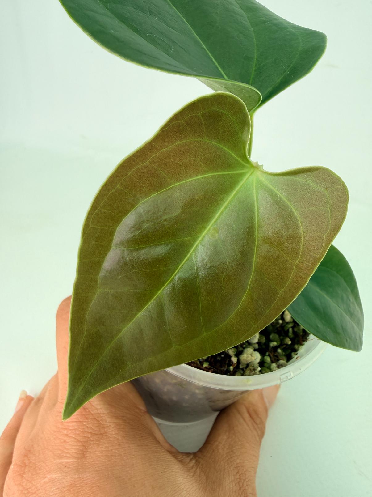 Anthurium napo 2