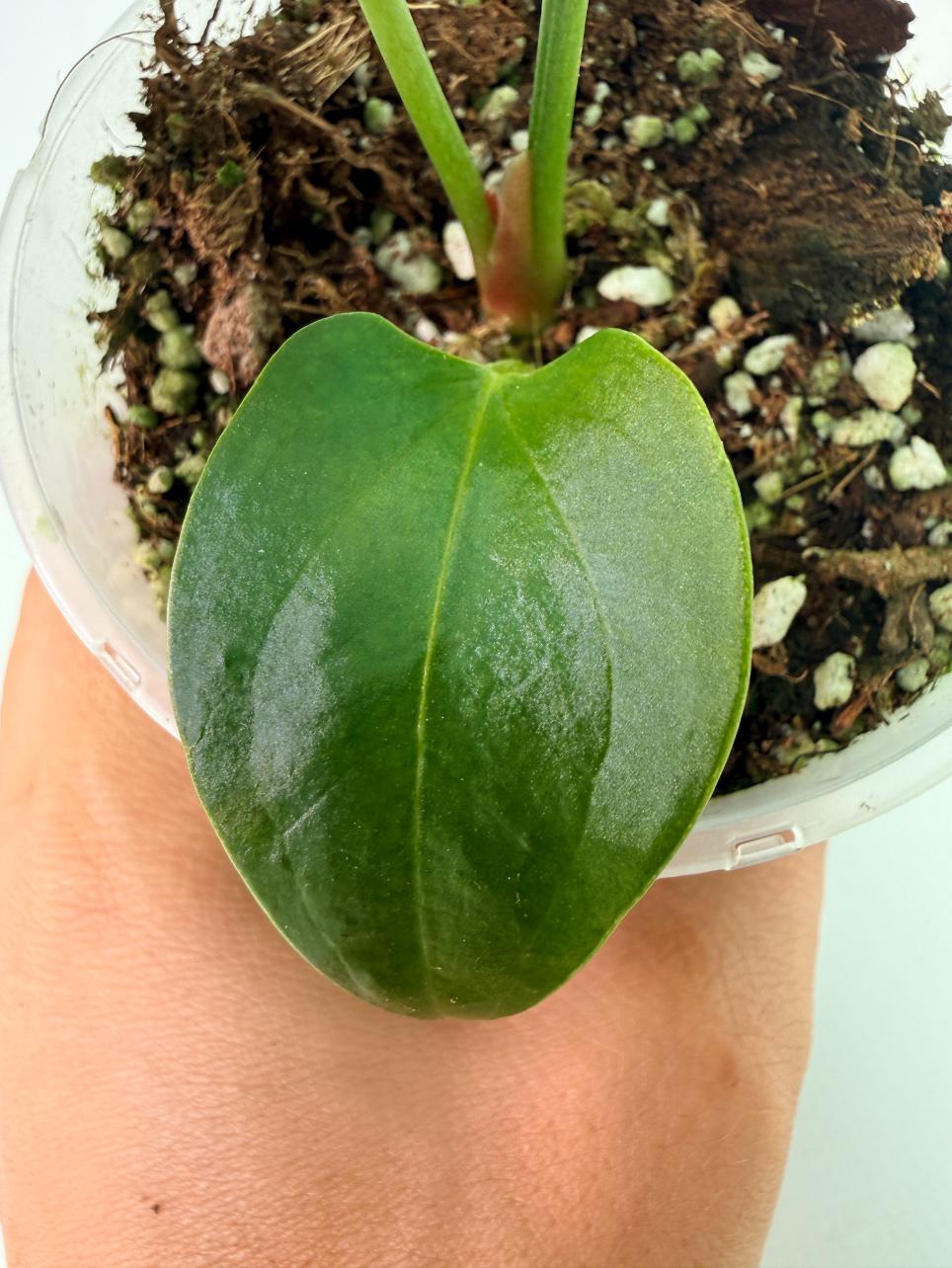 Anthurium napo 6