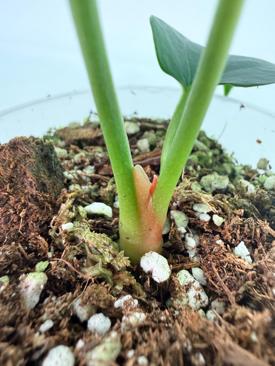 Anthurium napo 8