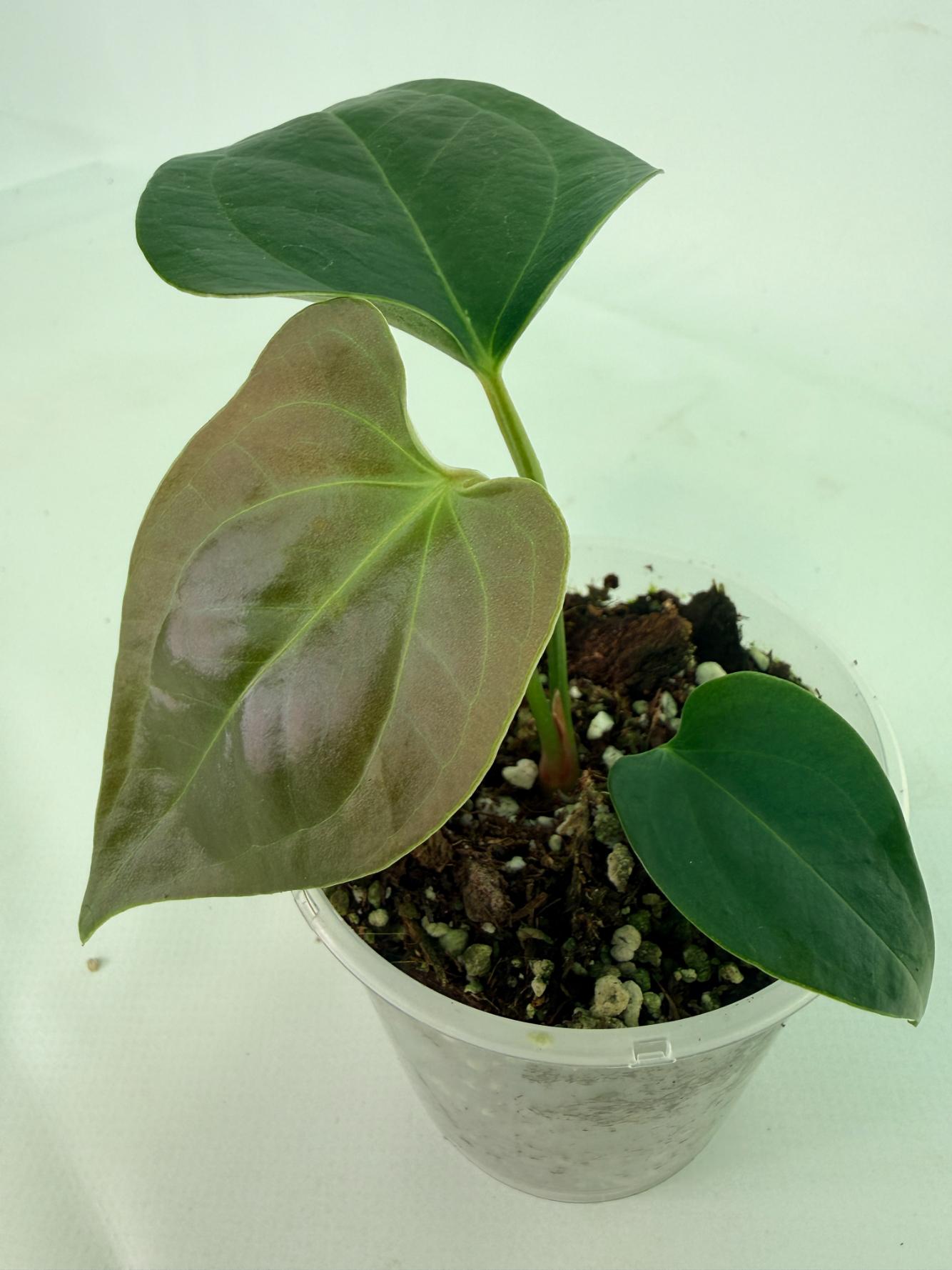 Anthurium napo 1