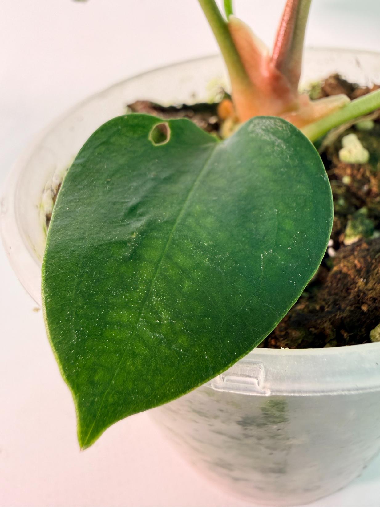 Anthurium Napo 09