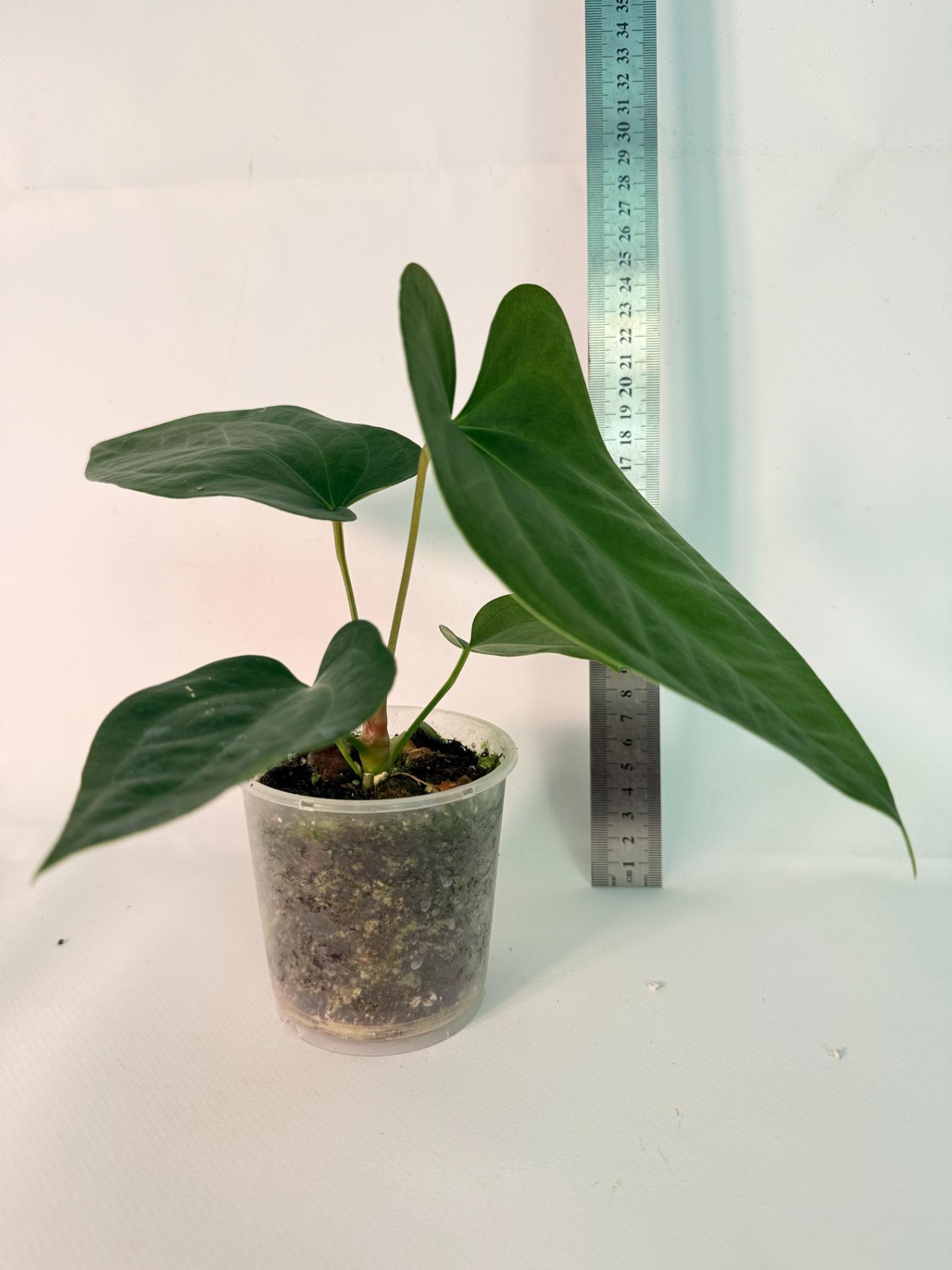 Anthurium Napo 02