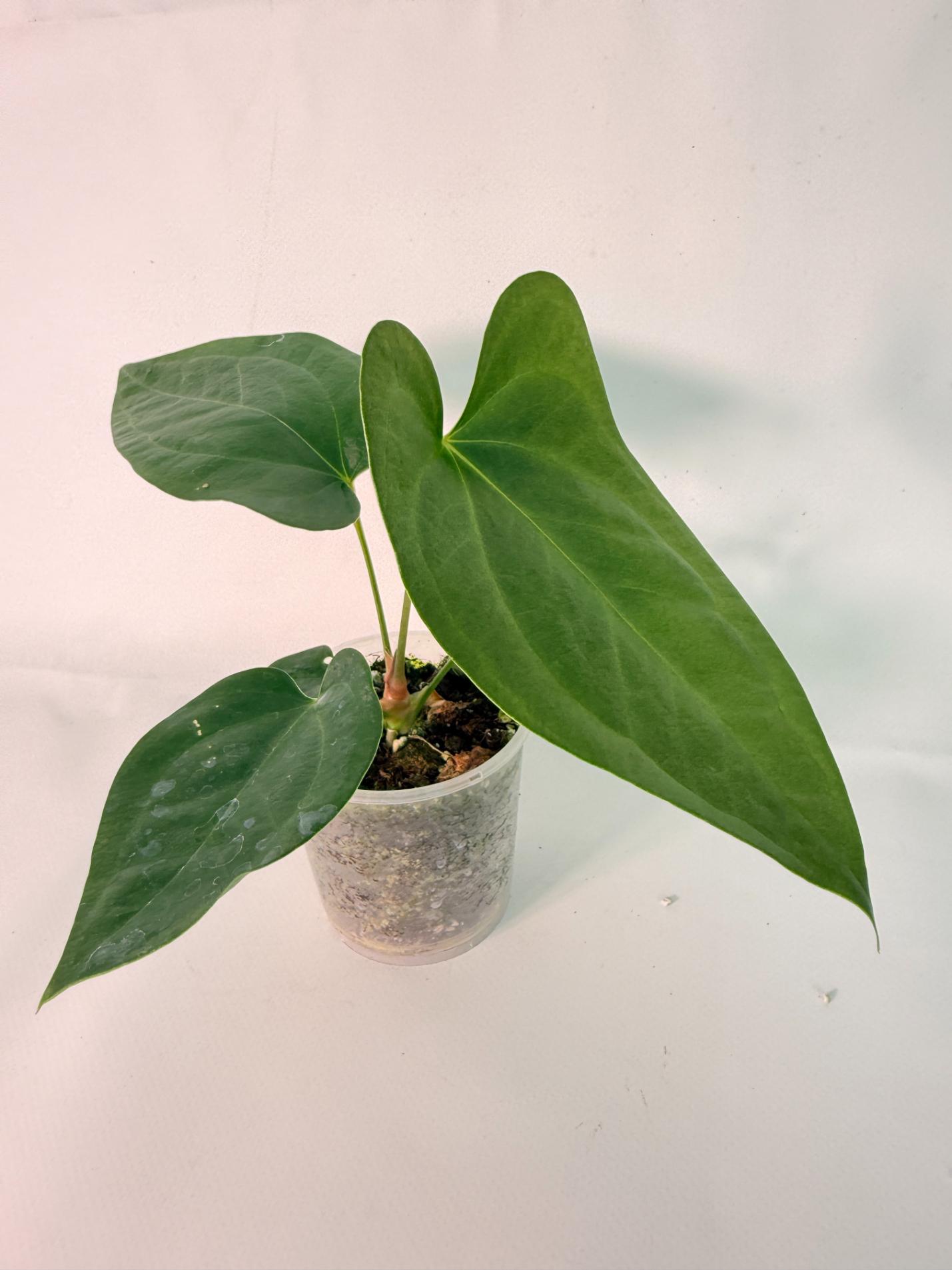 Anthurium Napo 03