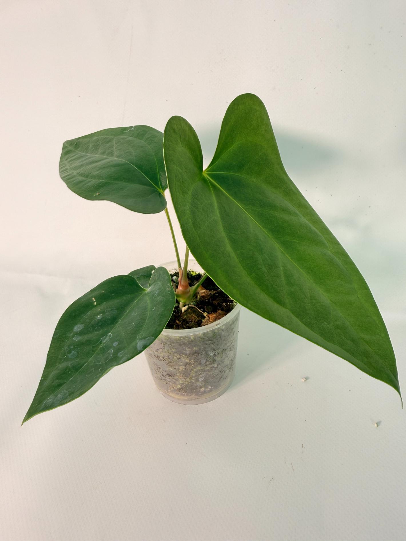 Anthurium Napo 01
