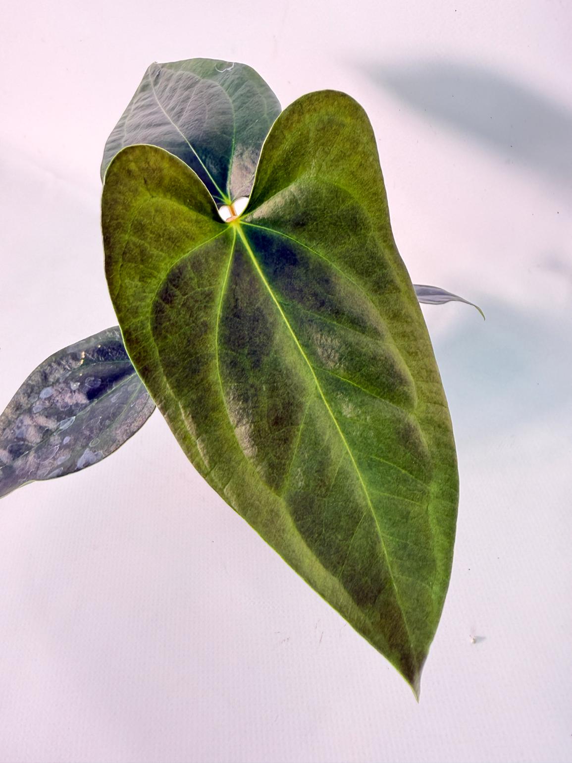 Anthurium Napo 04