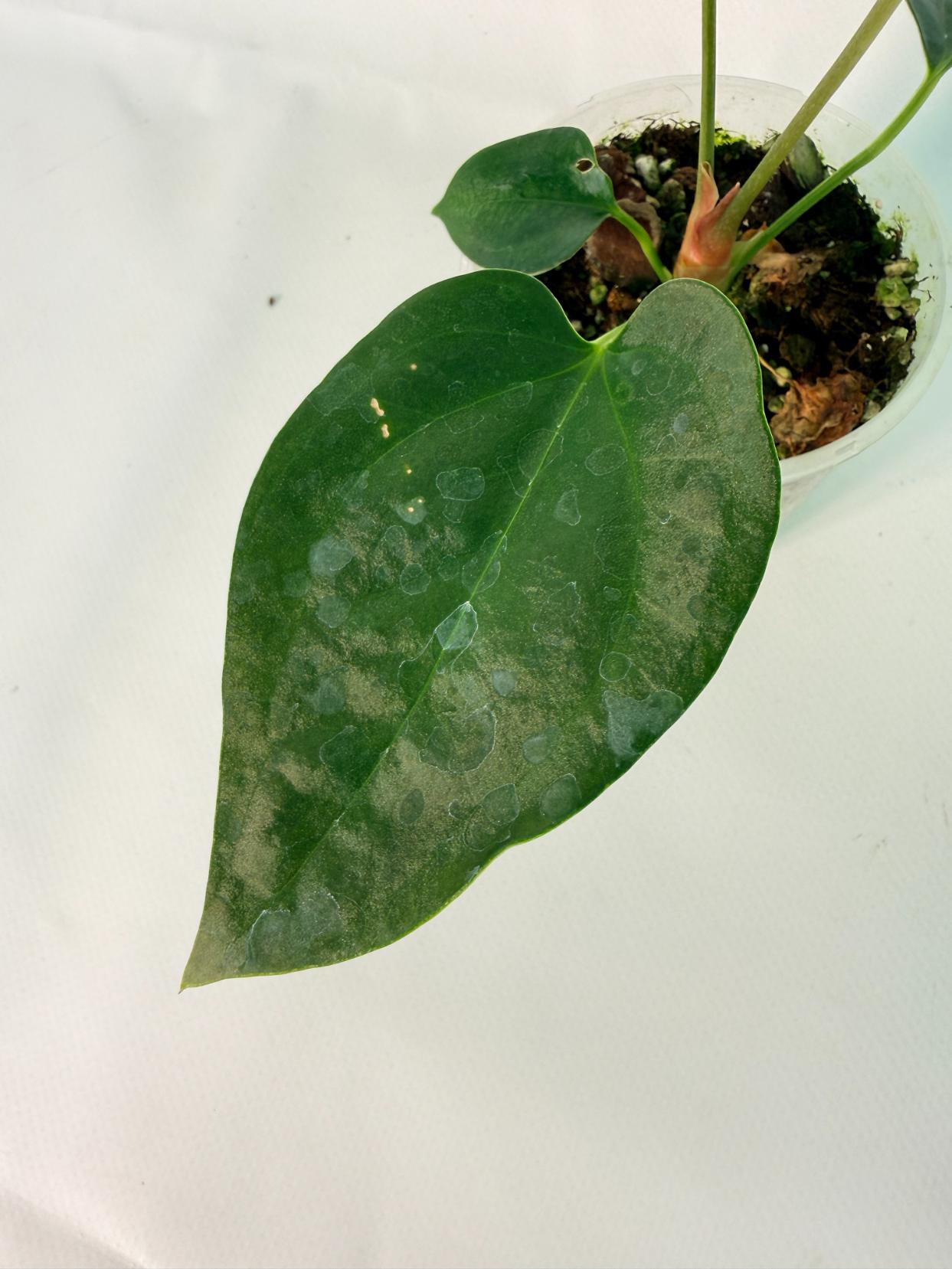 Anthurium Napo 05