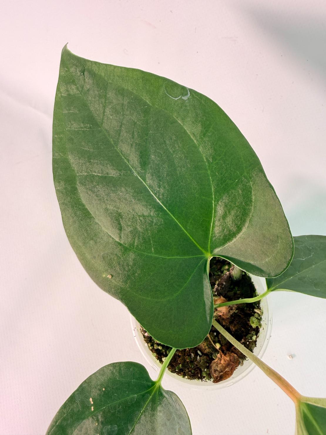 Anthurium Napo 06