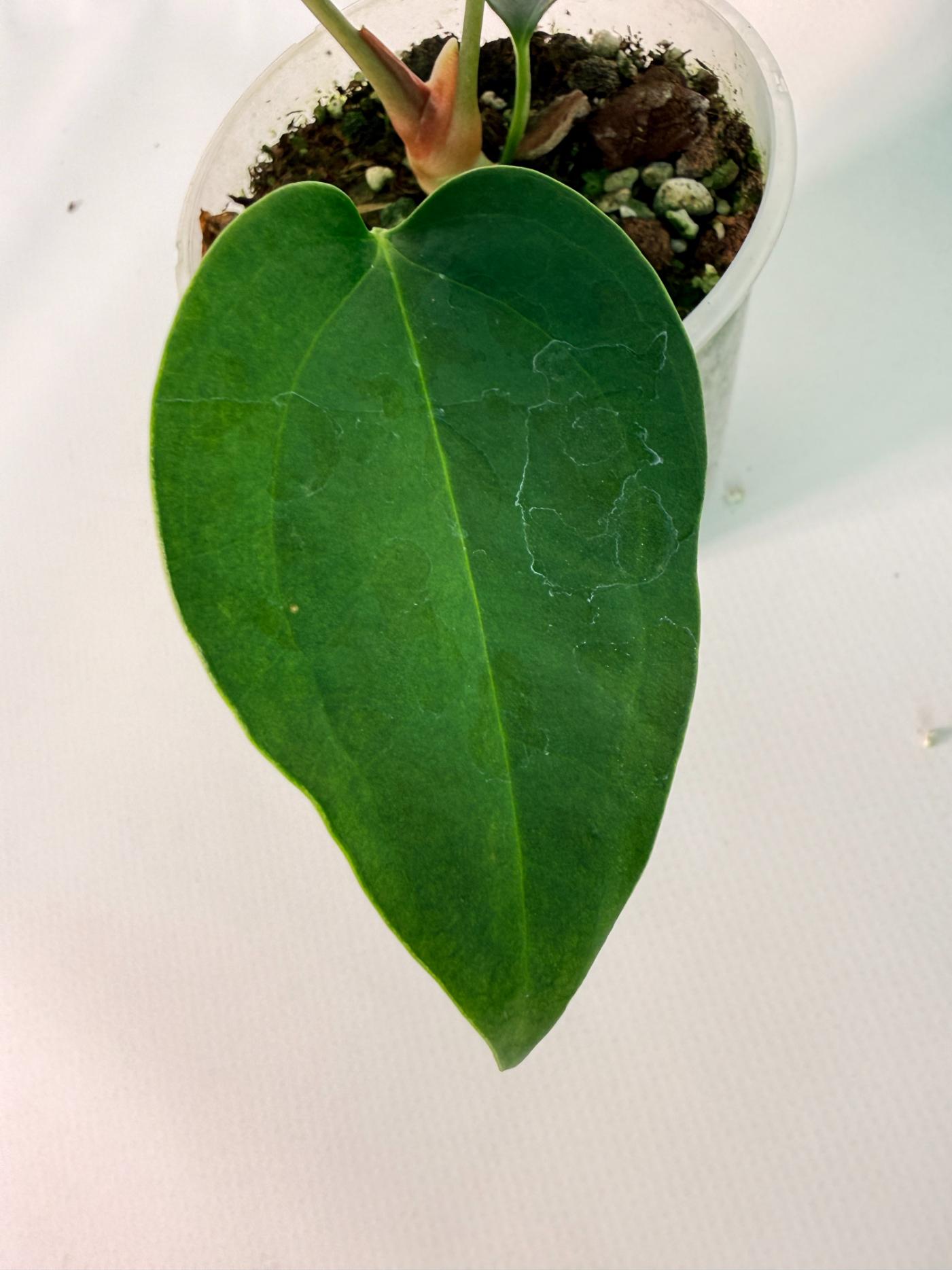 Anthurium Napo 07