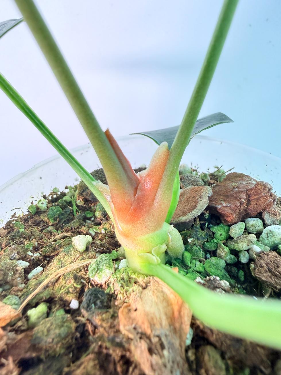 Anthurium Napo 08