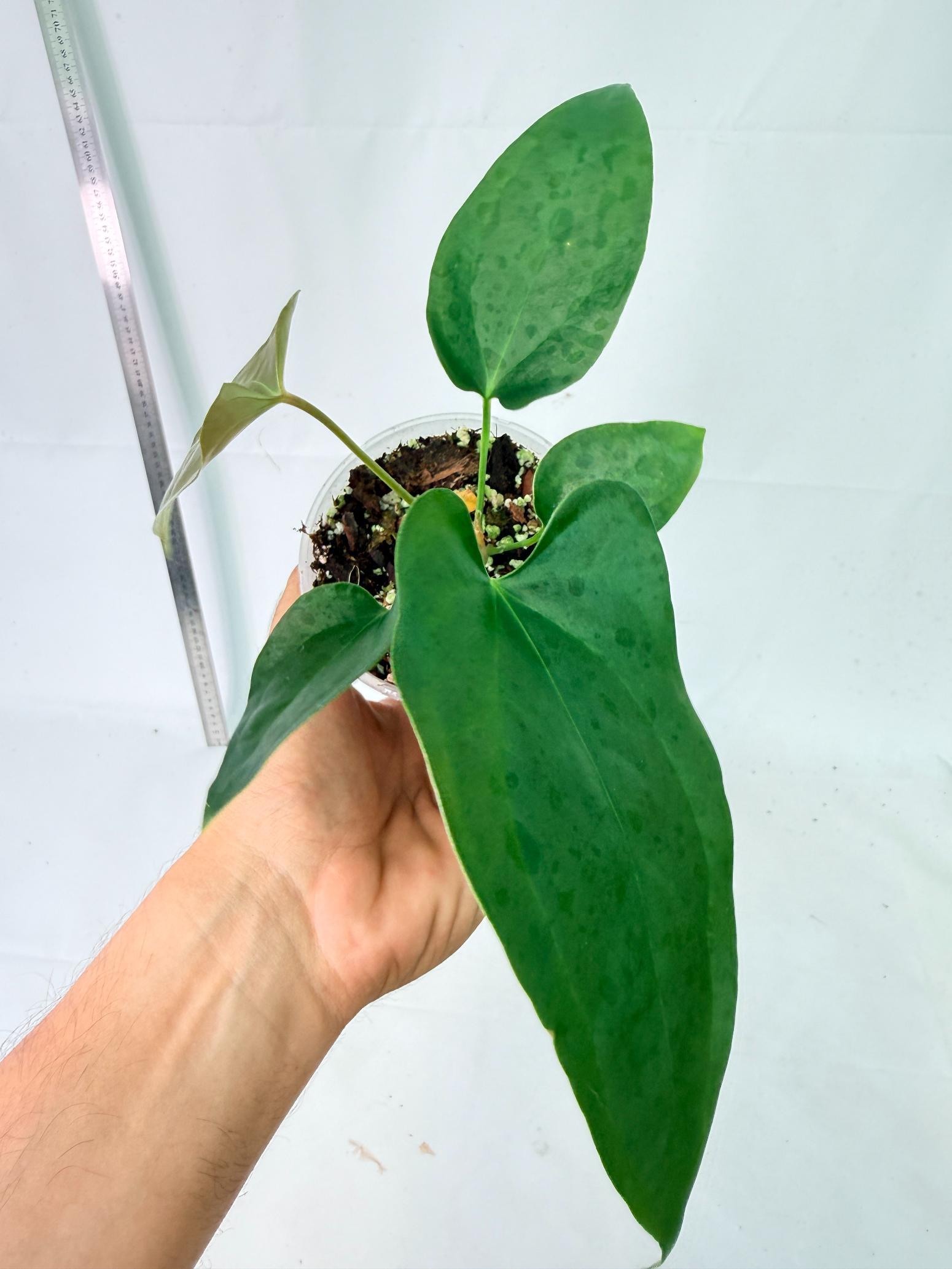 Anthurium Nigrolaminum Gigi 3