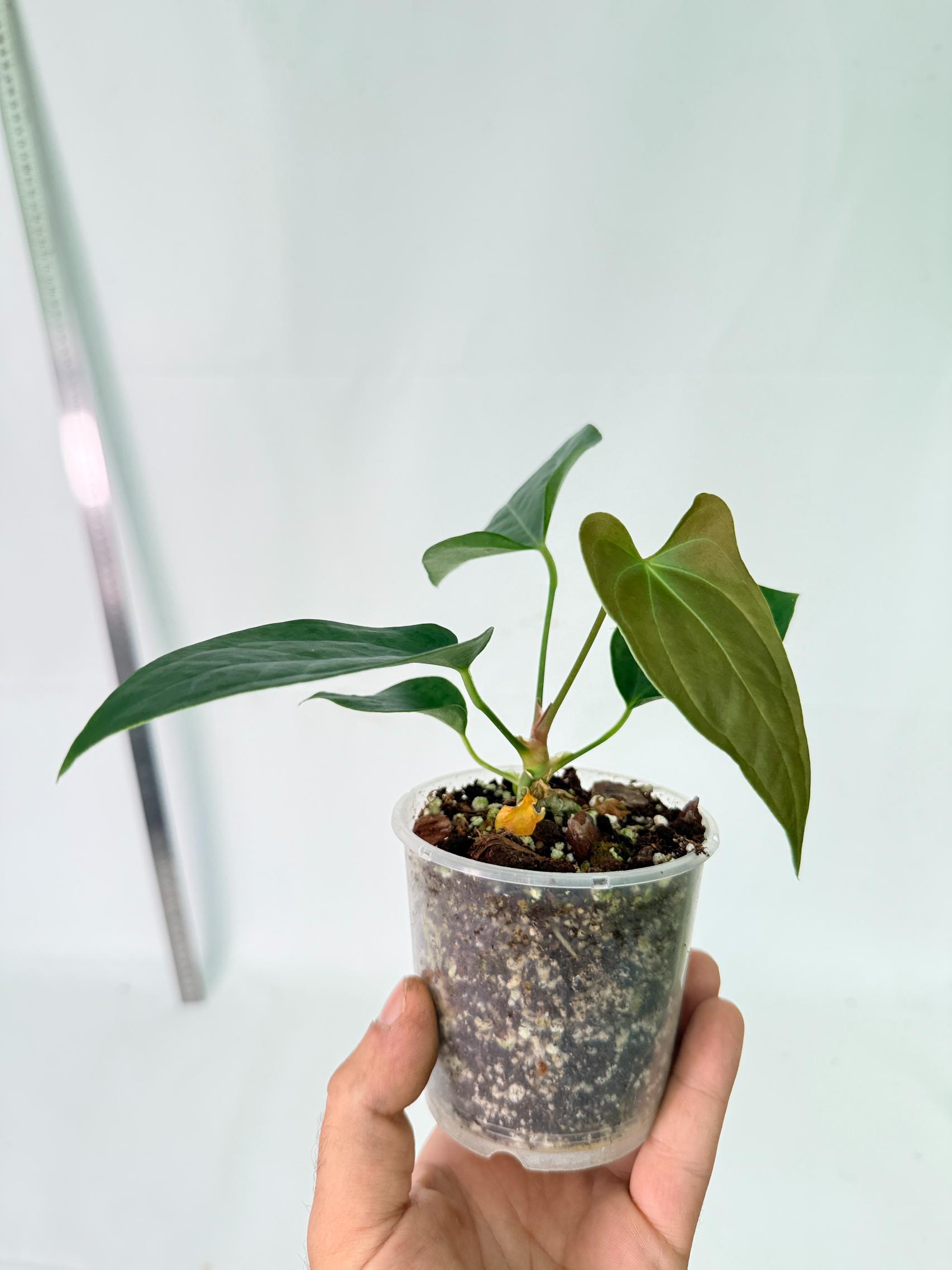Anthurium Nigrolaminum Gigi 6