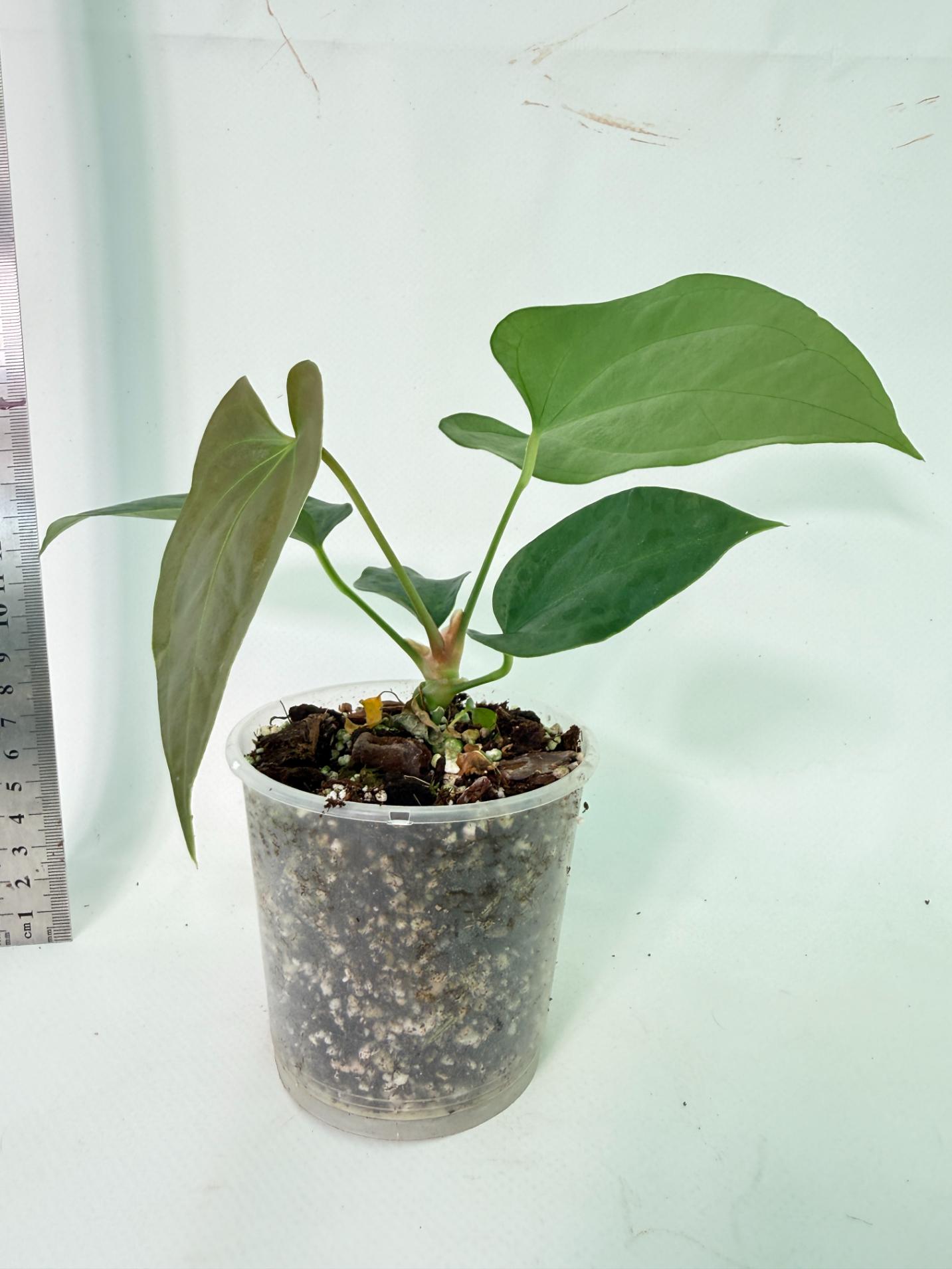 Anthurium Nigrolaminum Gigi 4