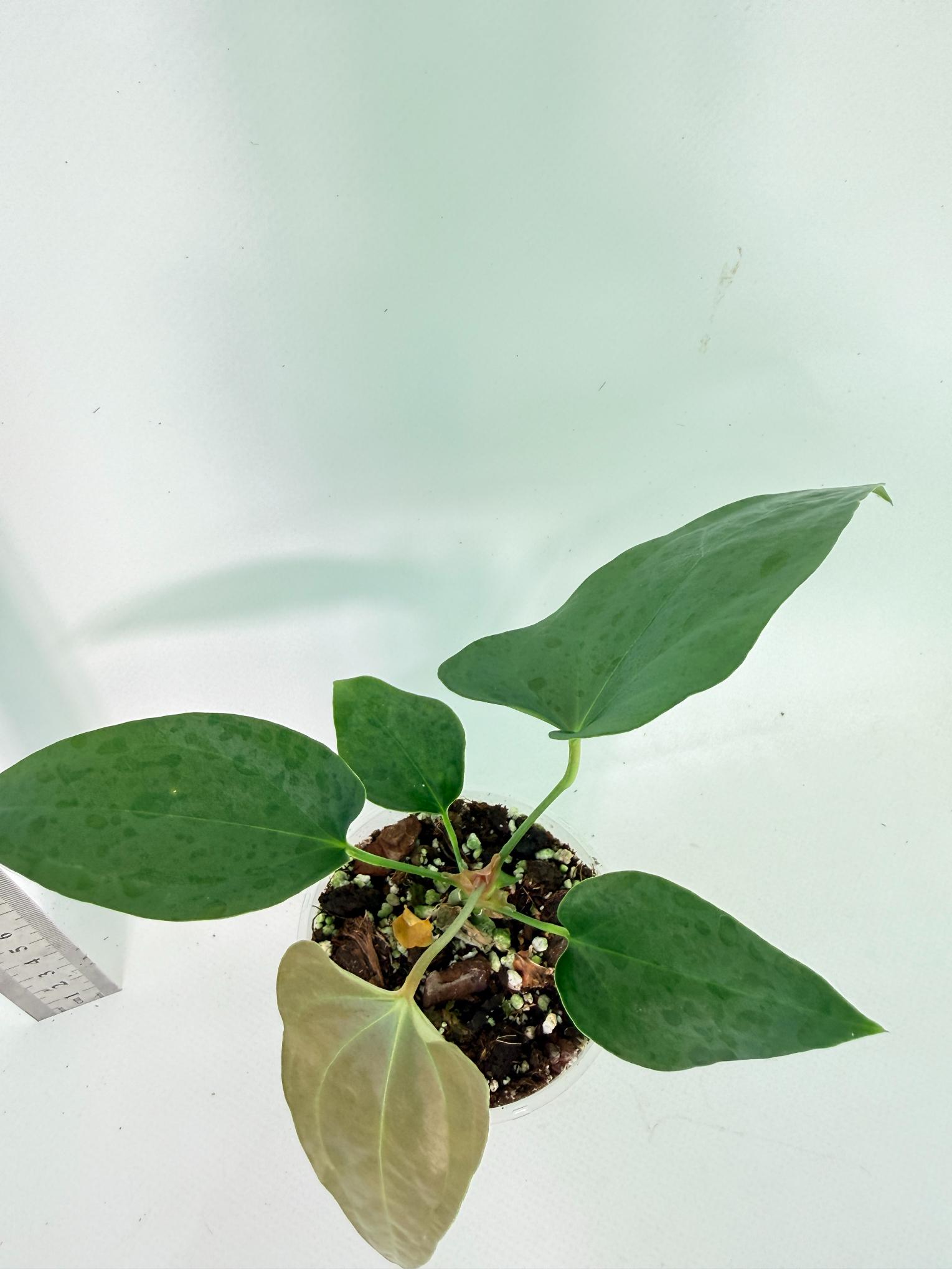 Anthurium Nigrolaminum Gigi 5