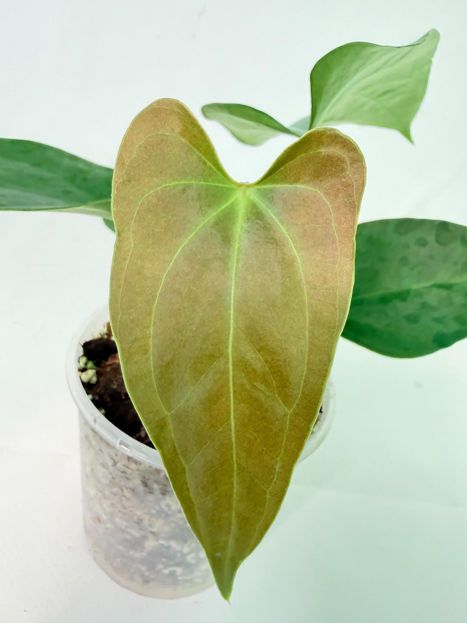 Anthurium Nigrolaminum Gigi 1