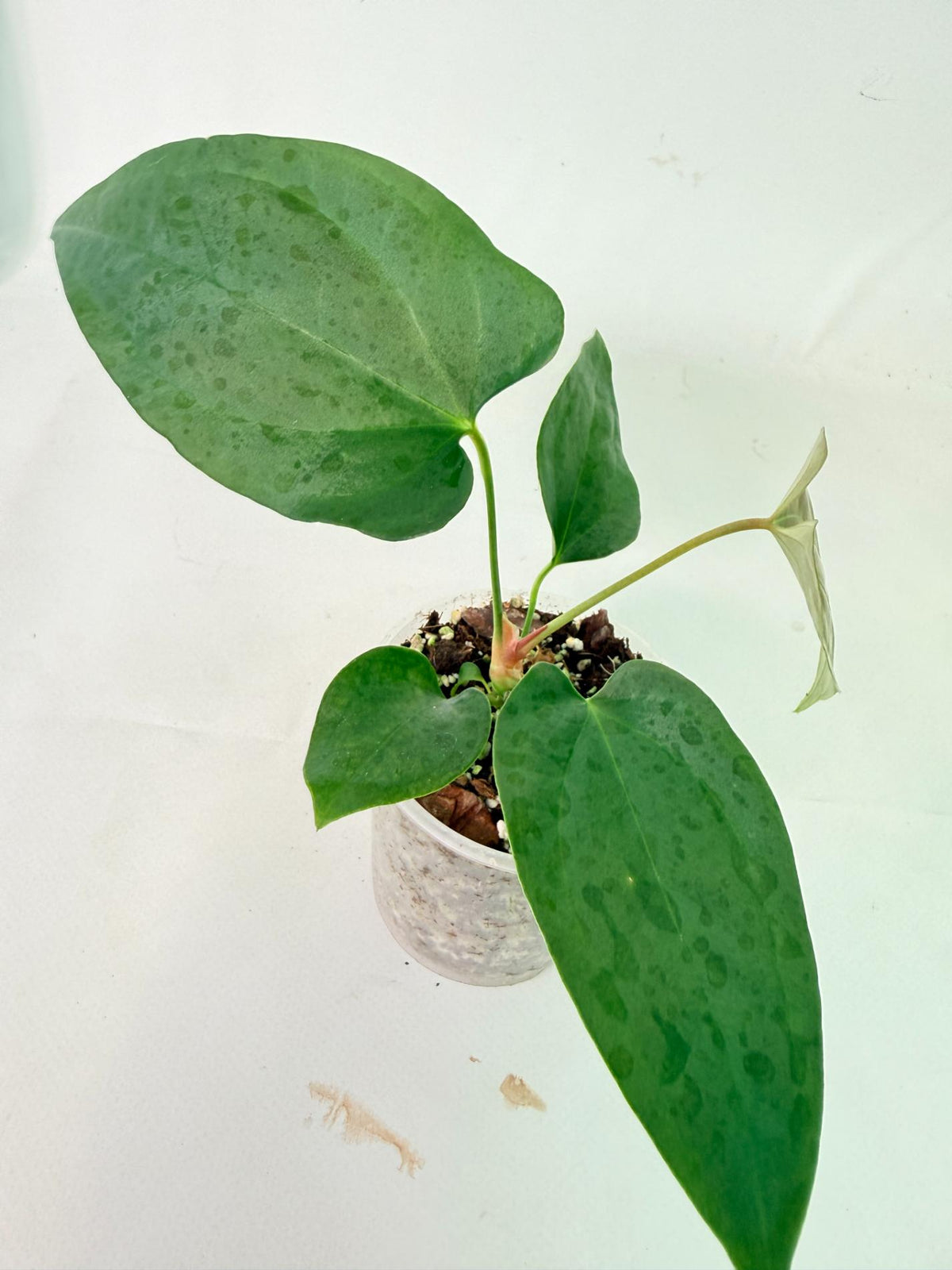 Anthurium Nigrolaminum Gigi 8
