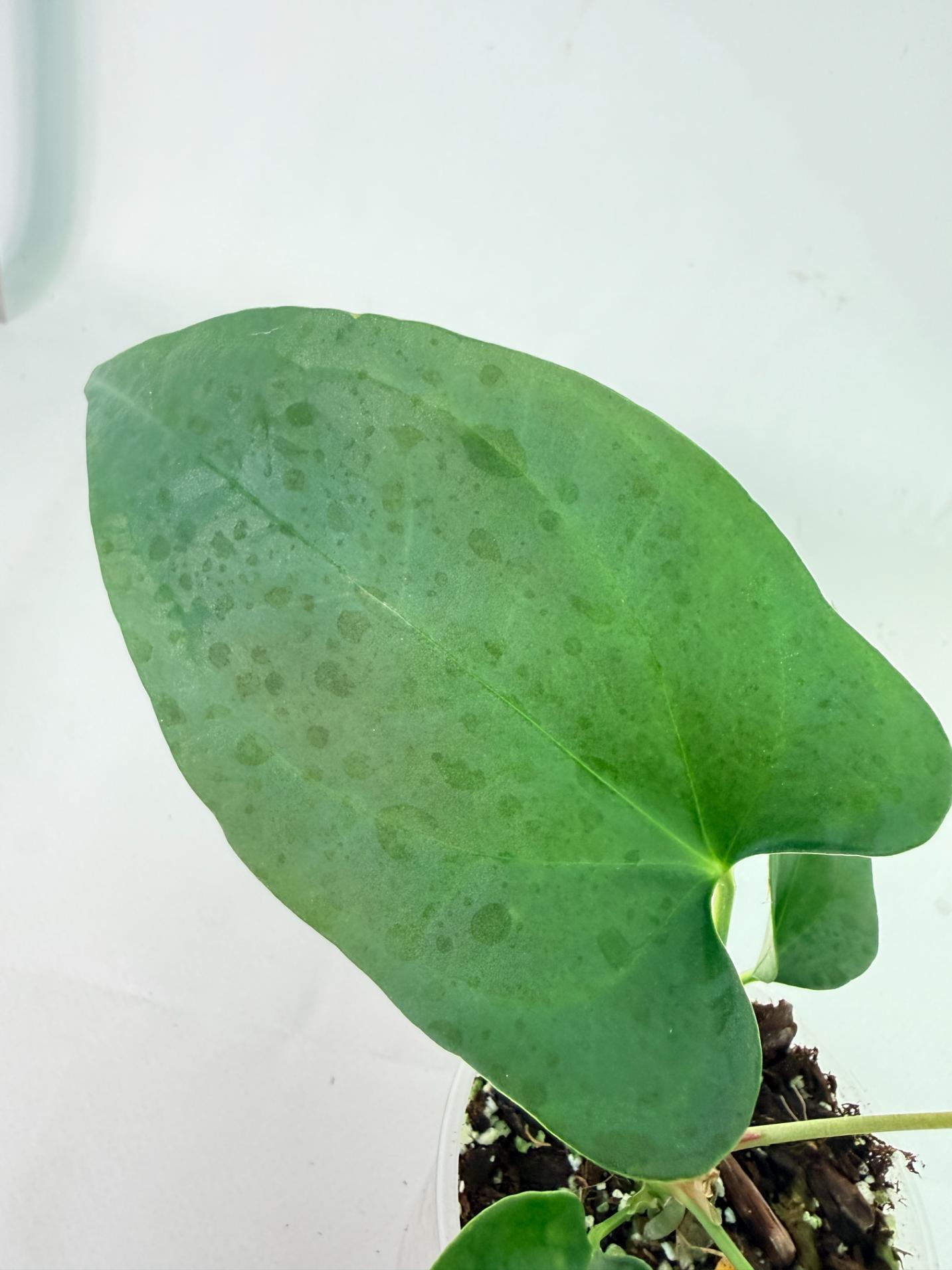 Anthurium Nigrolaminum Gigi 9