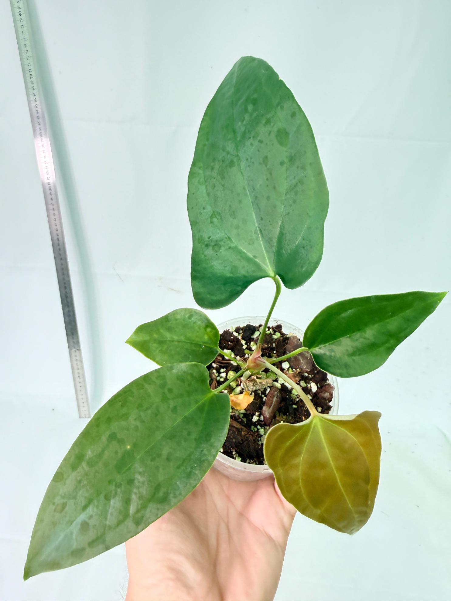 Anthurium Nigrolaminum Gigi 7