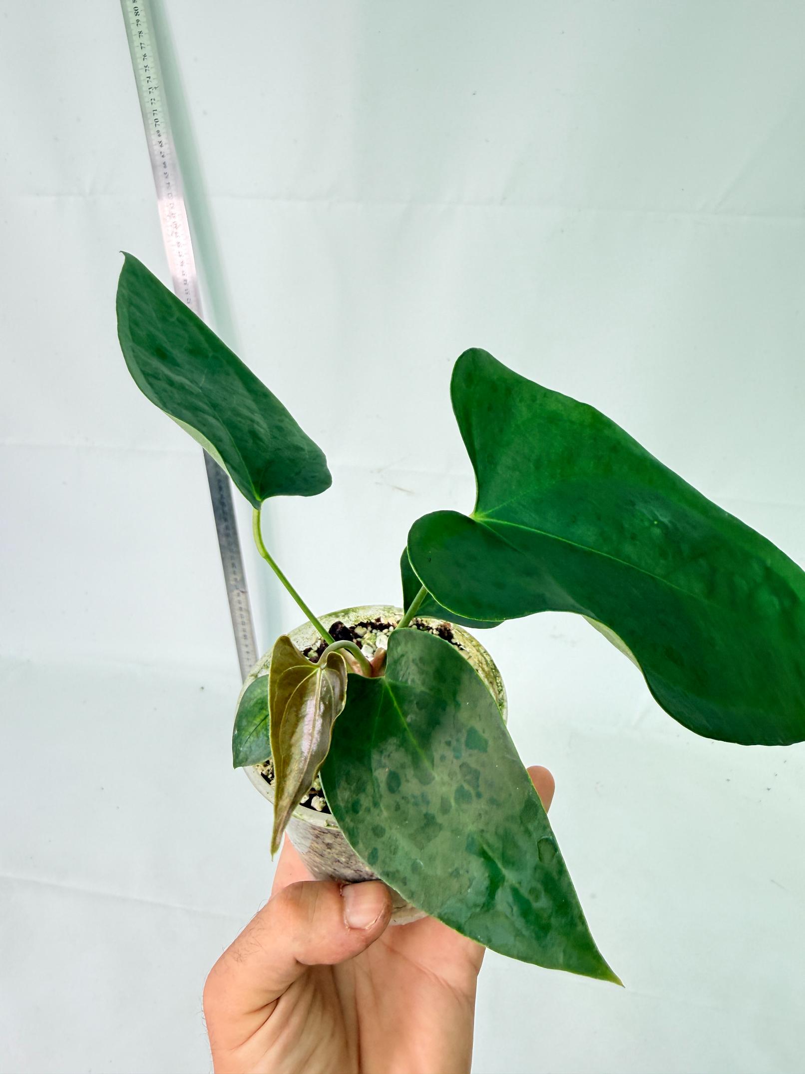 Anthurium Nigrolaminum Gigi 11