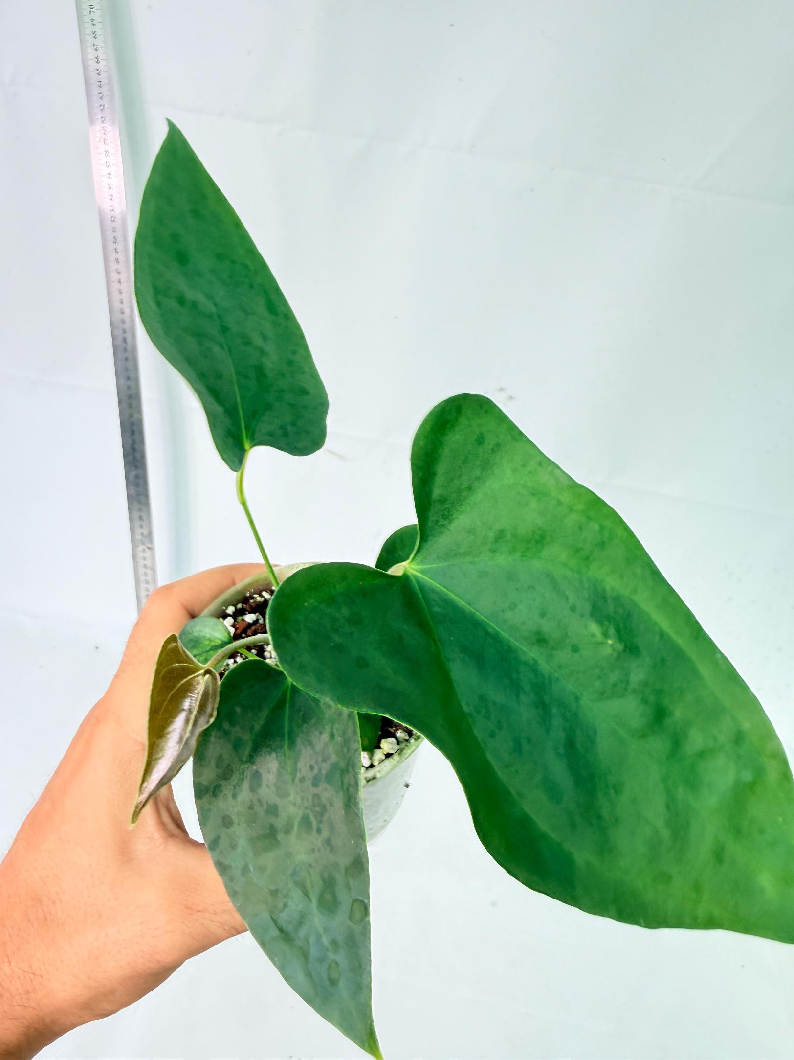 Anthurium Nigrolaminum Gigi 9