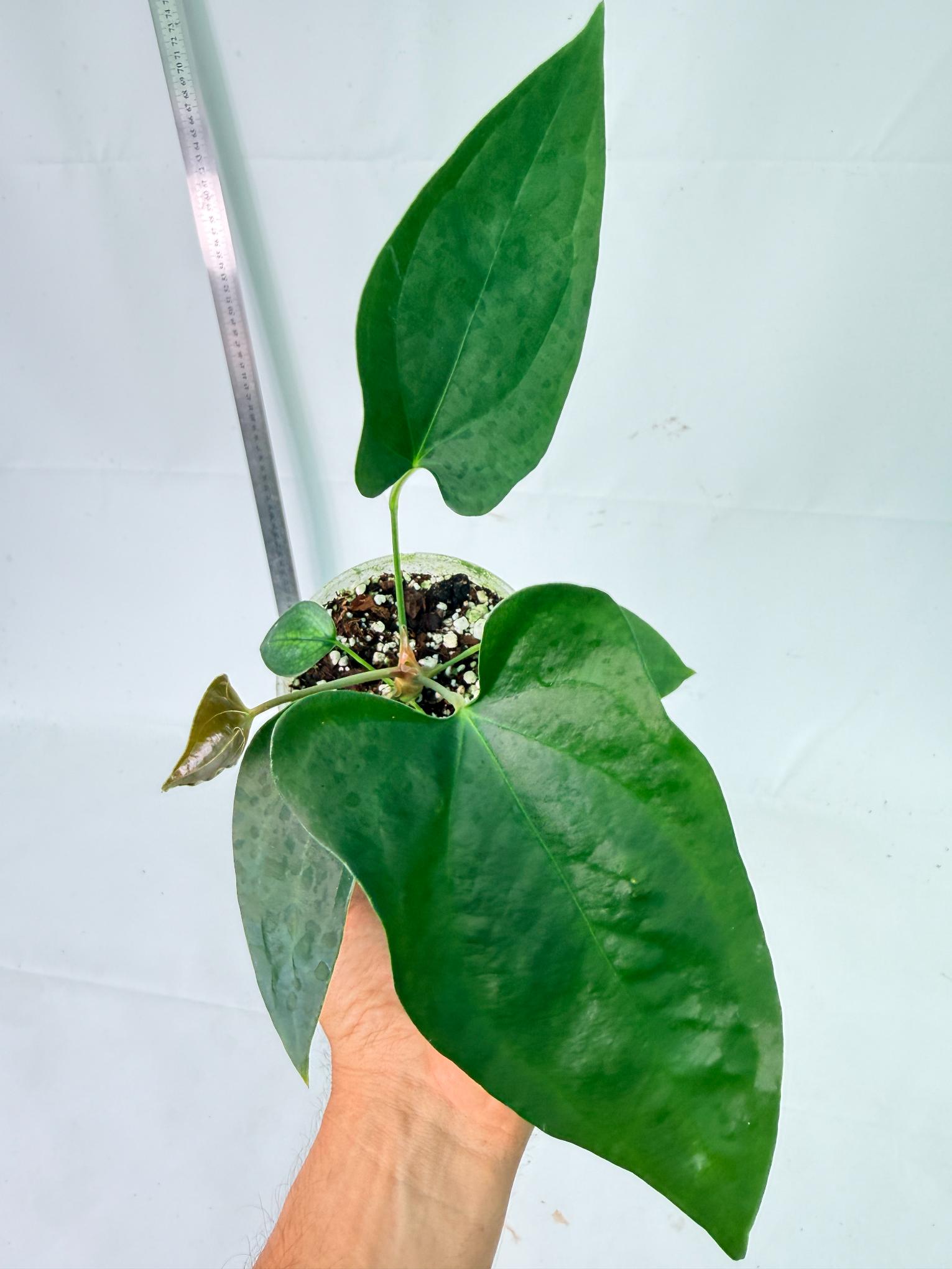 Anthurium Nigrolaminum Gigi 2