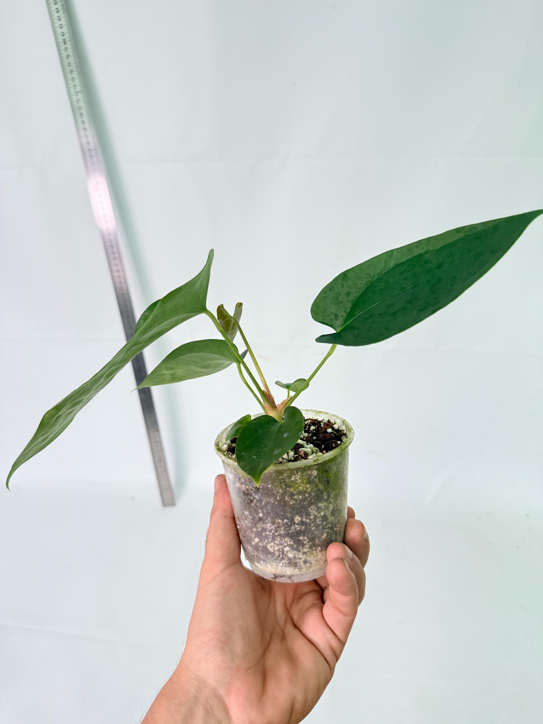 Anthurium Nigrolaminum Gigi 10
