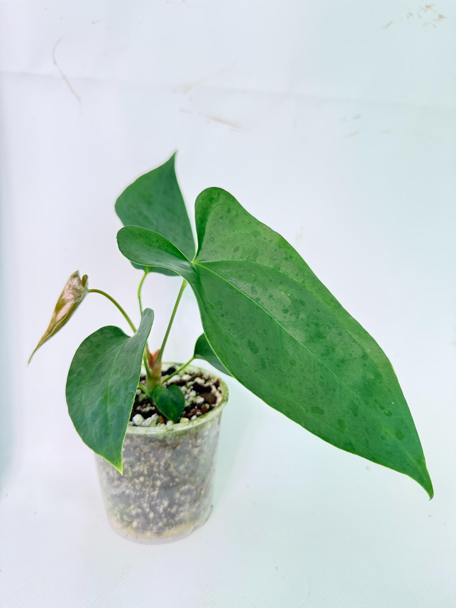 Anthurium Nigrolaminum Gigi 3