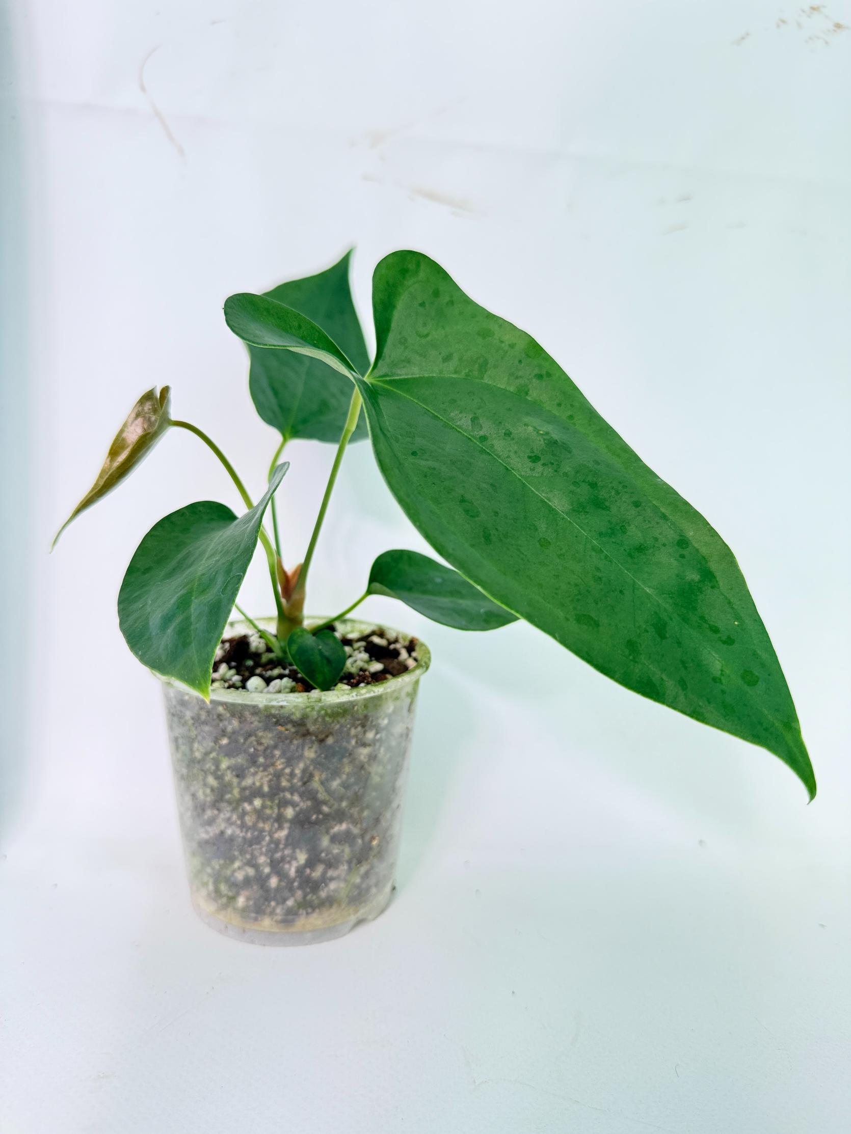 Anthurium Nigrolaminum Gigi 1