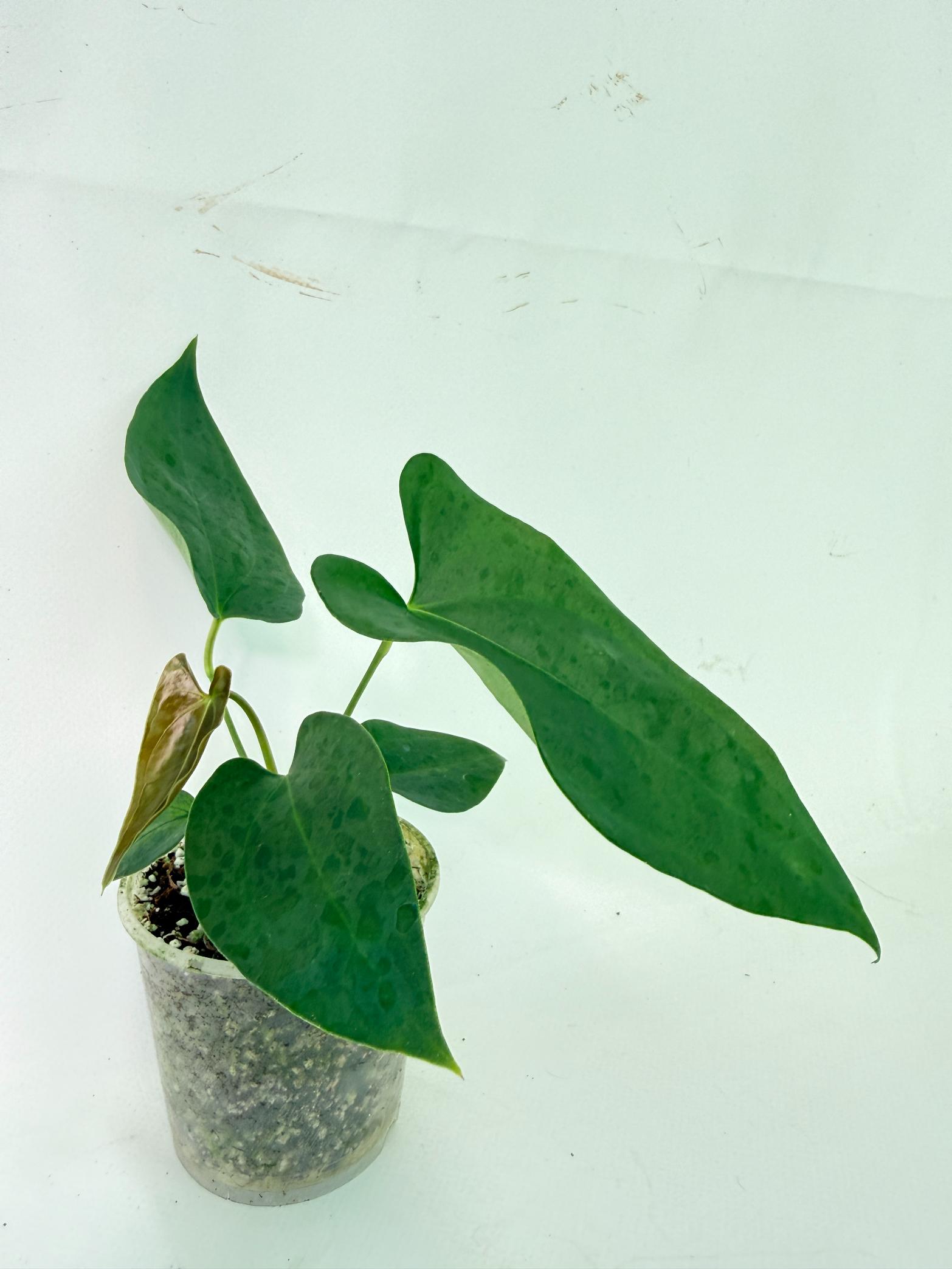 Anthurium Nigrolaminum Gigi 7