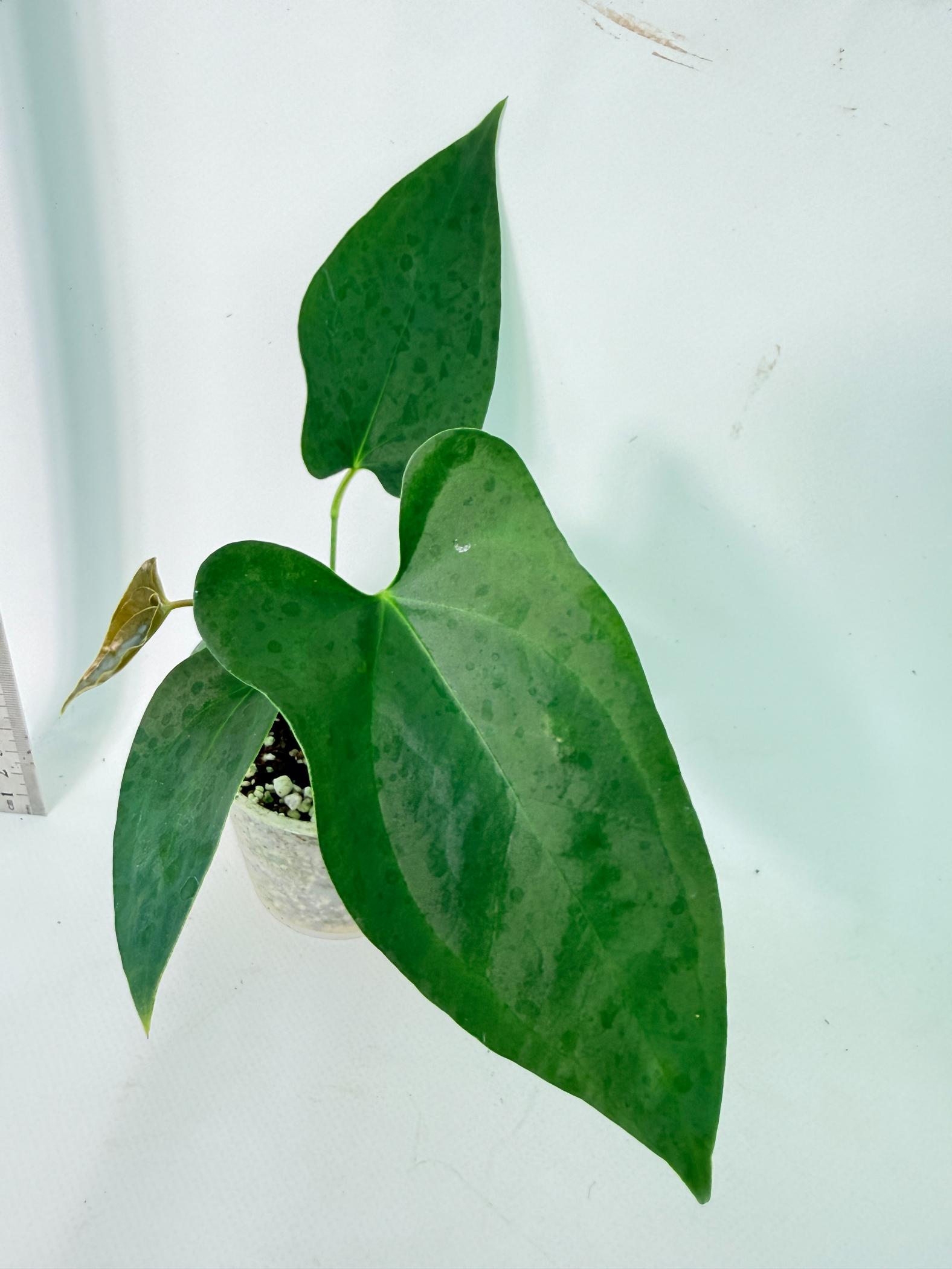 Anthurium Nigrolaminum Gigi 5