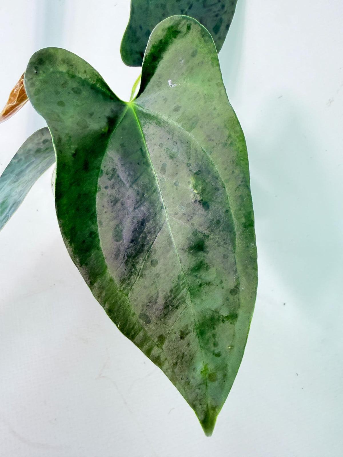Anthurium Nigrolaminum Gigi 6