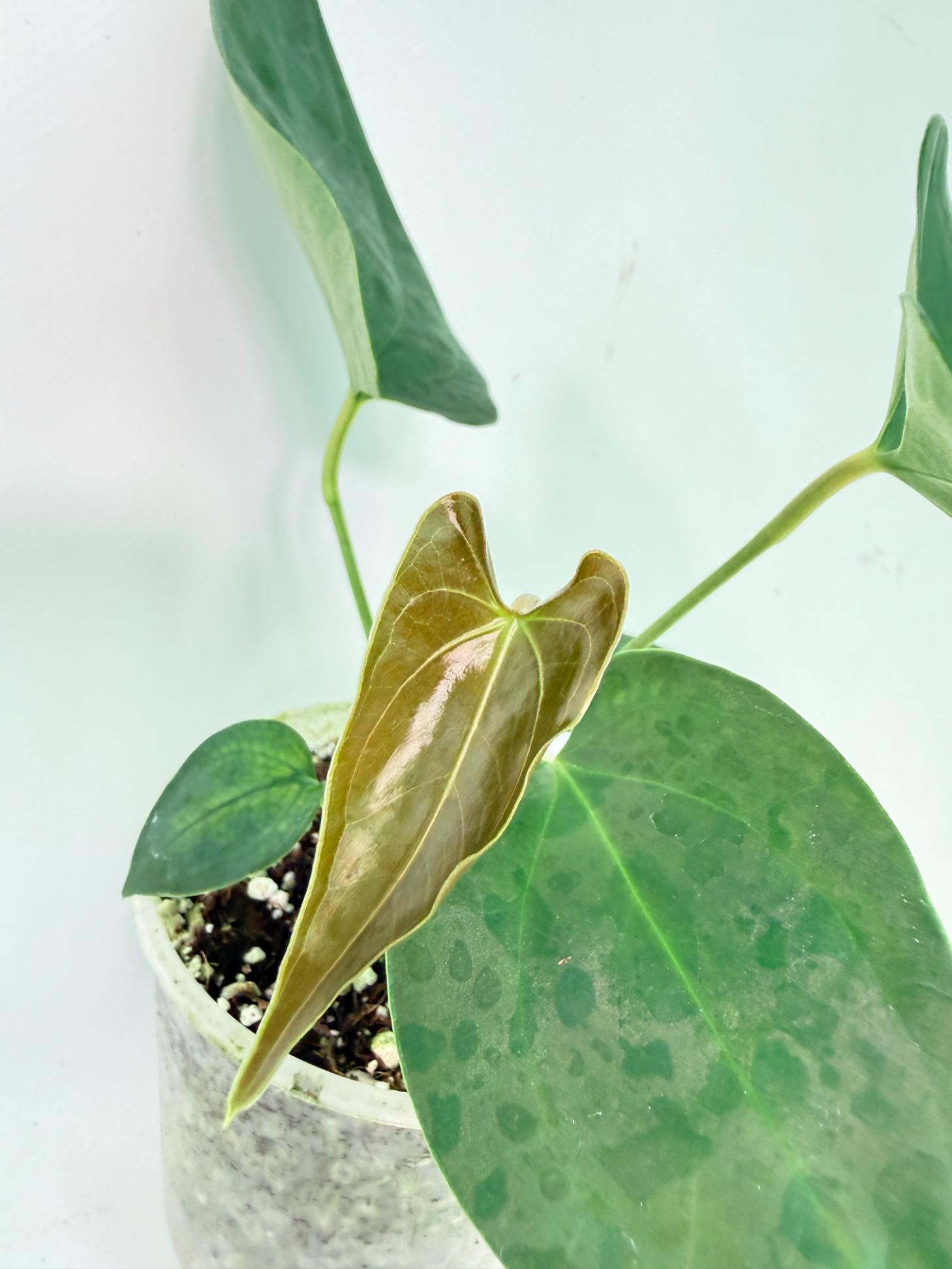 Anthurium Nigrolaminum Gigi 4