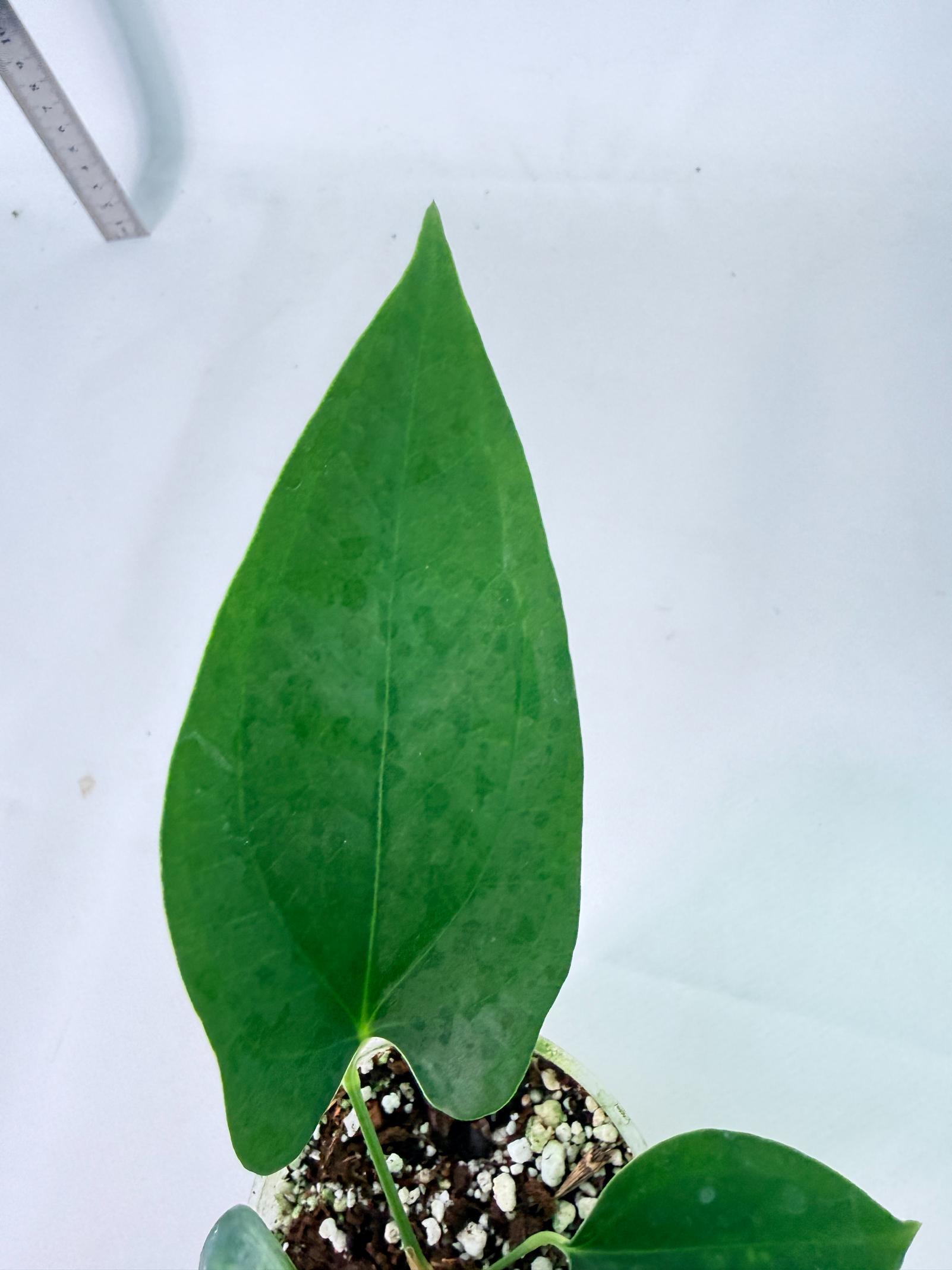 Anthurium Nigrolaminum Gigi 8