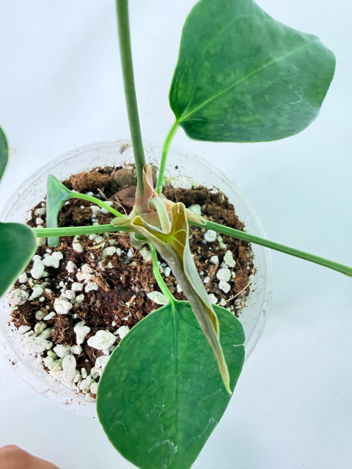 Anthurium Nigrolaminum Gigi 10