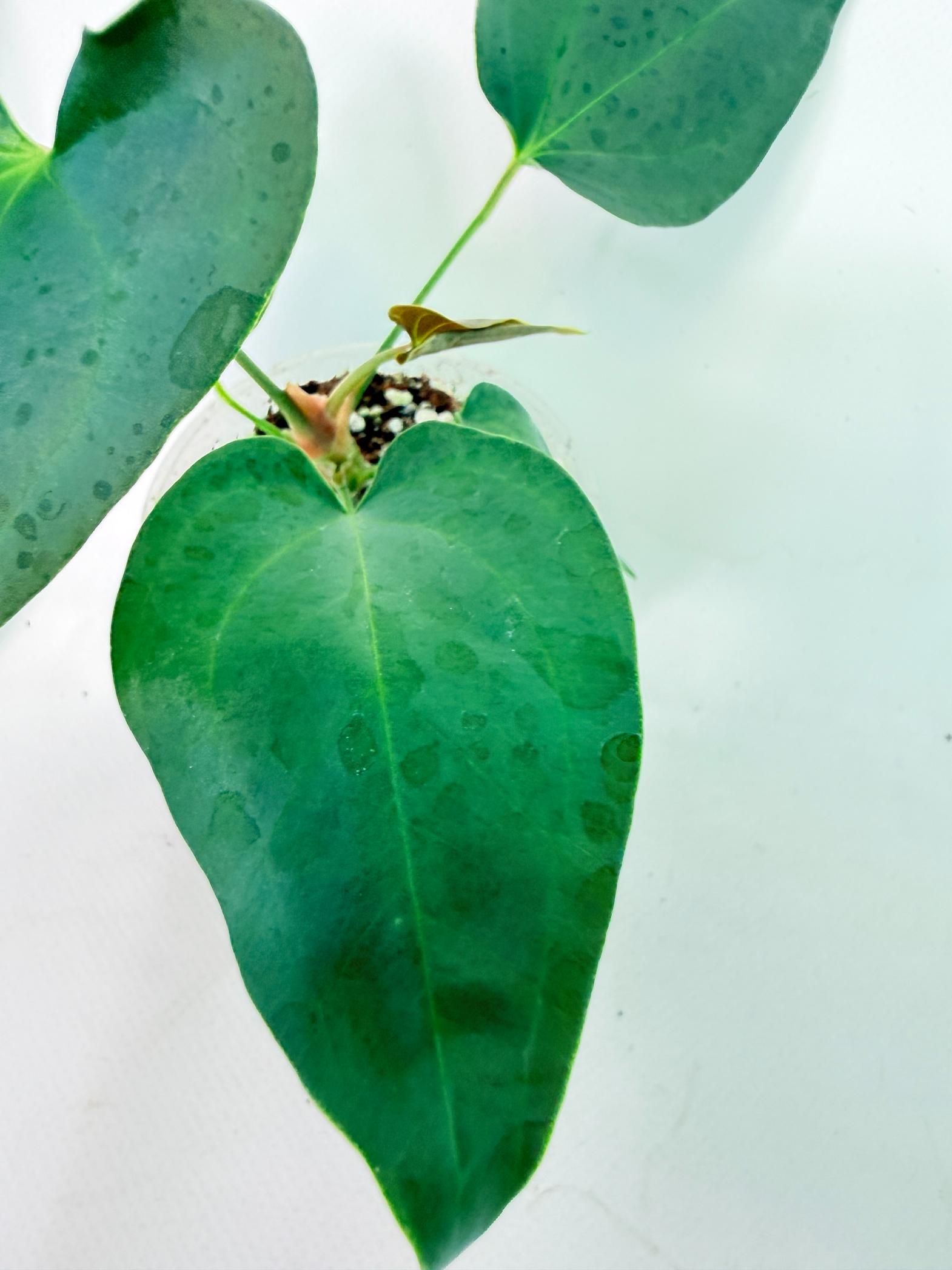 Anthurium Nigrolaminum Gigi 7