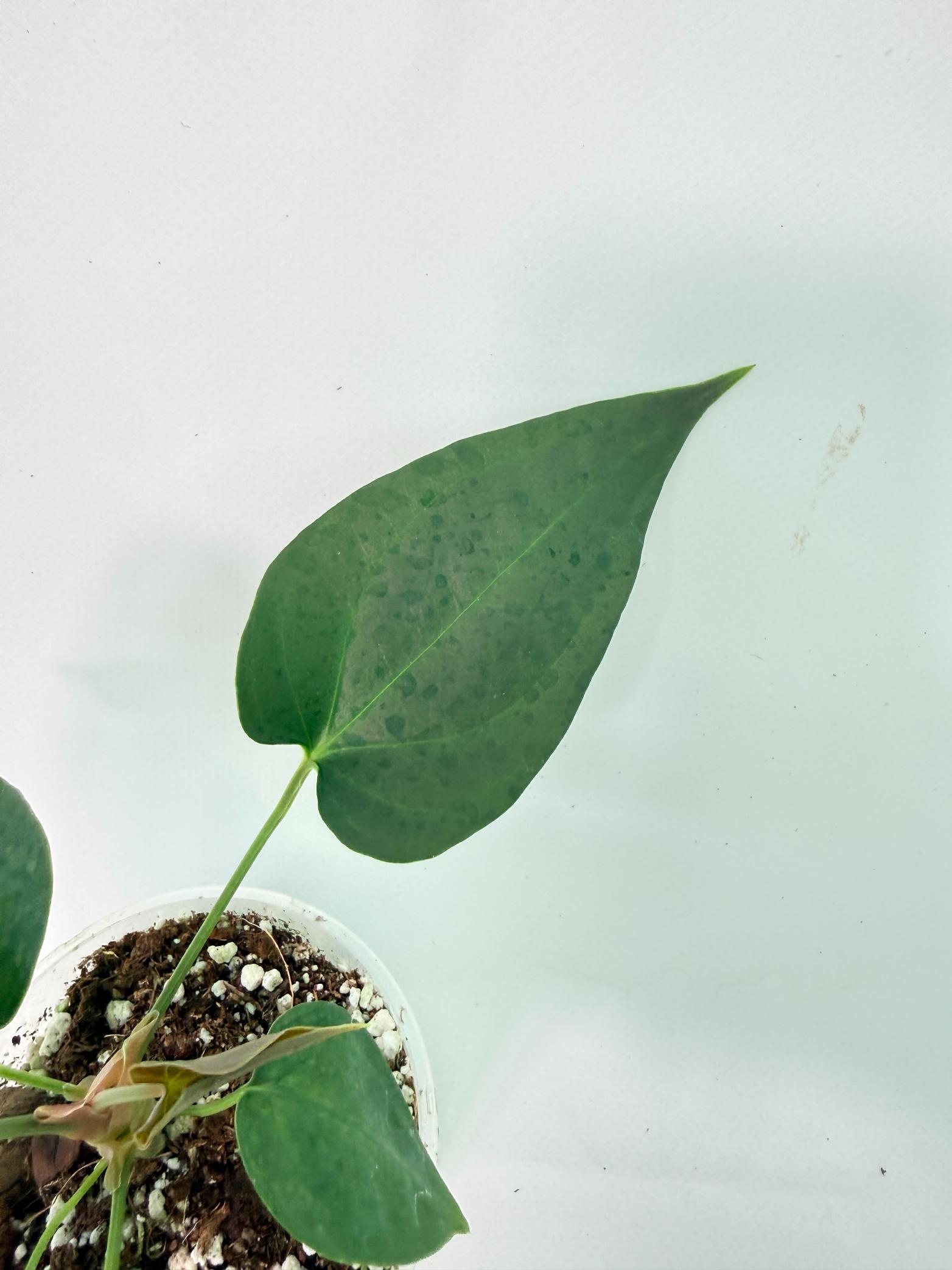 Anthurium Nigrolaminum Gigi 8