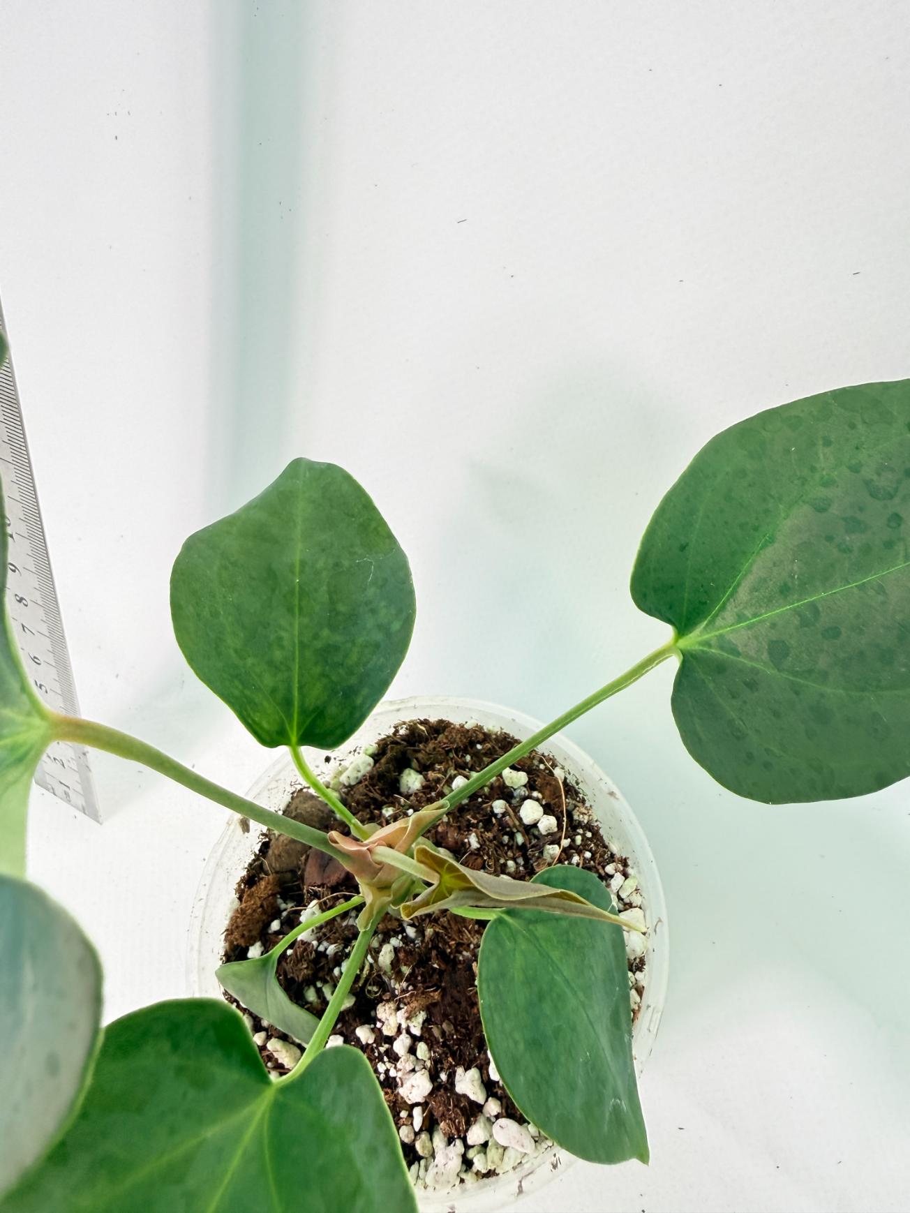 Anthurium Nigrolaminum Gigi 9