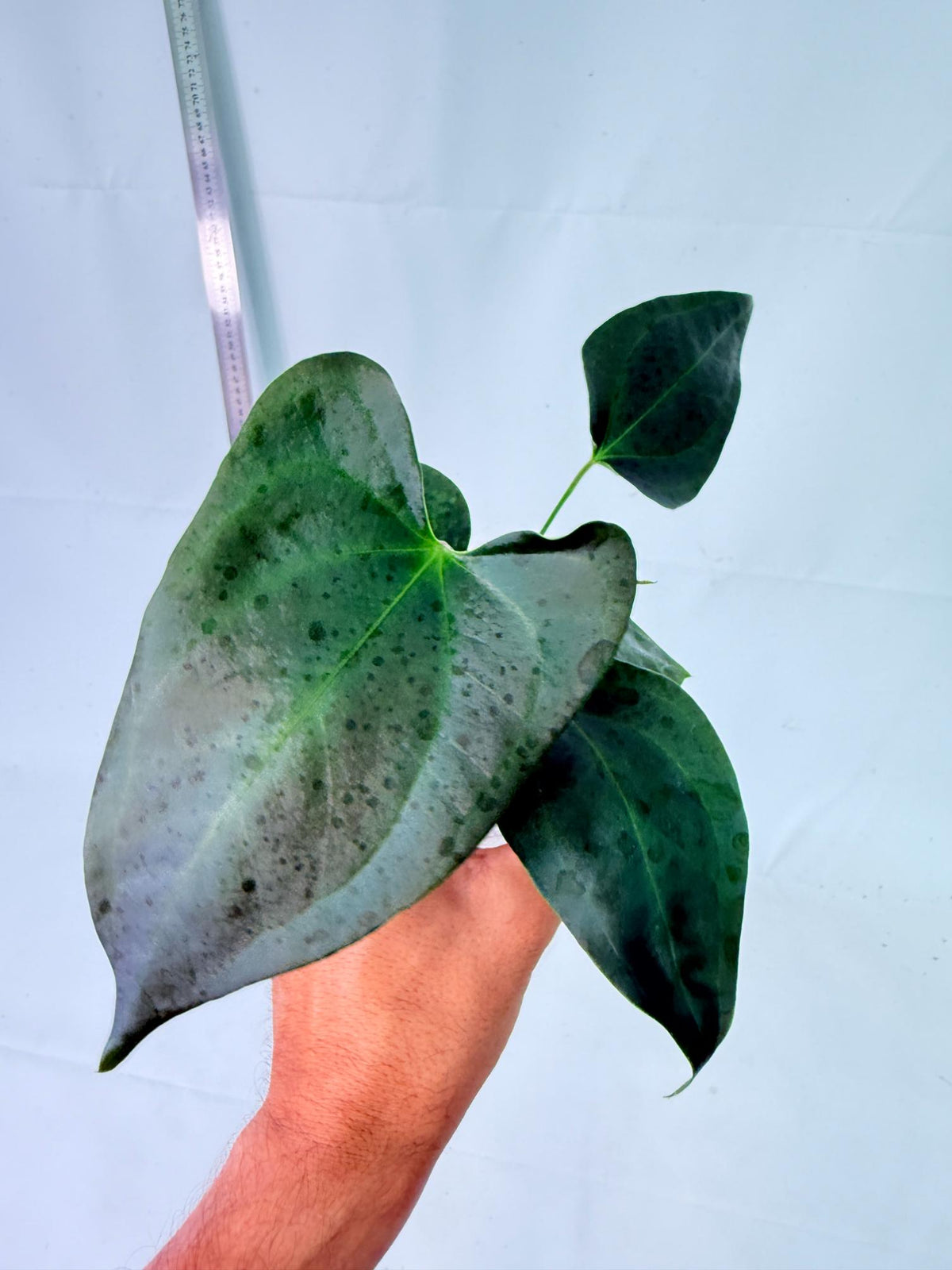 Anthurium Nigrolaminum Gigi 2