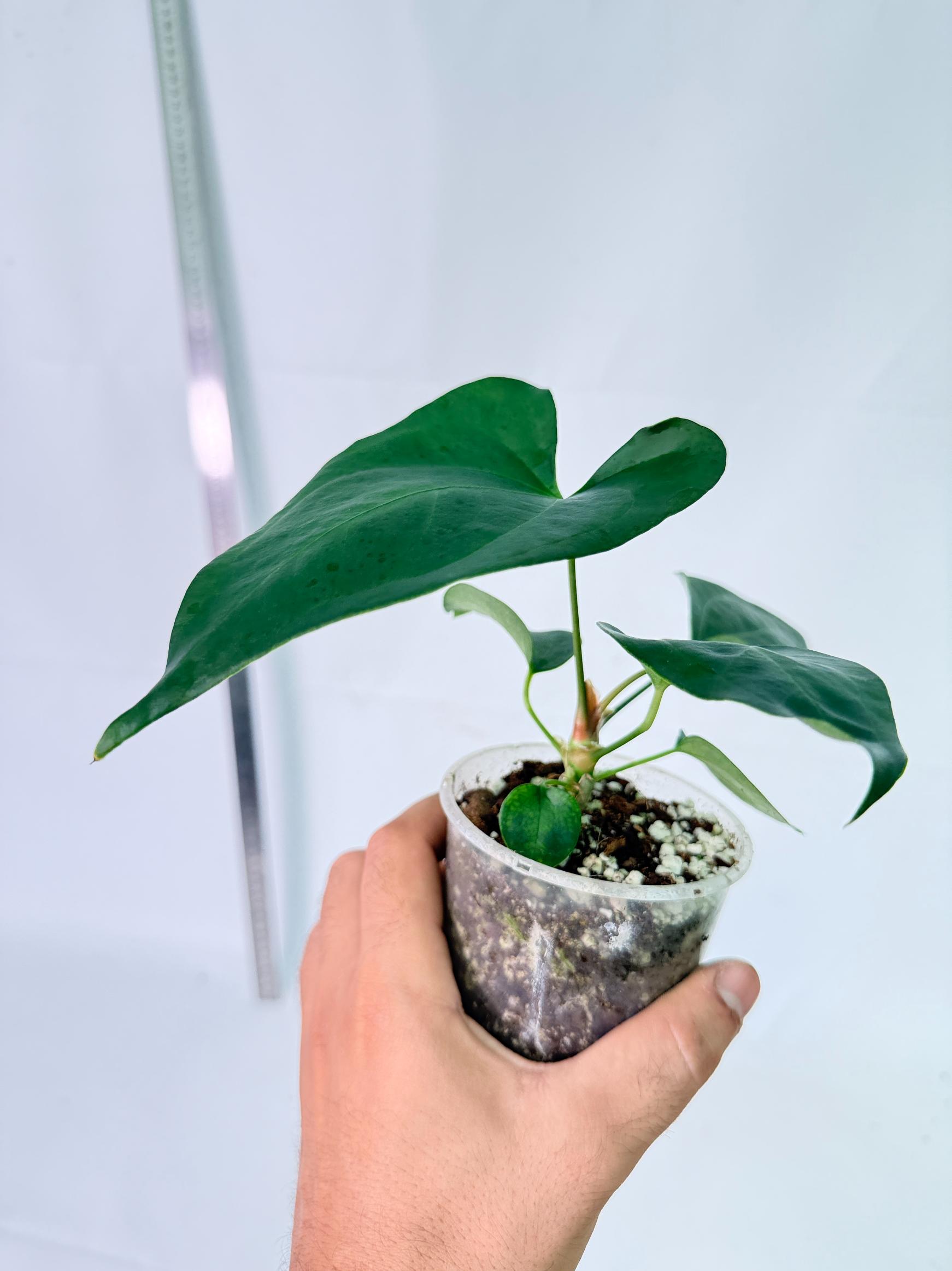 Anthurium Nigrolaminum Gigi 11