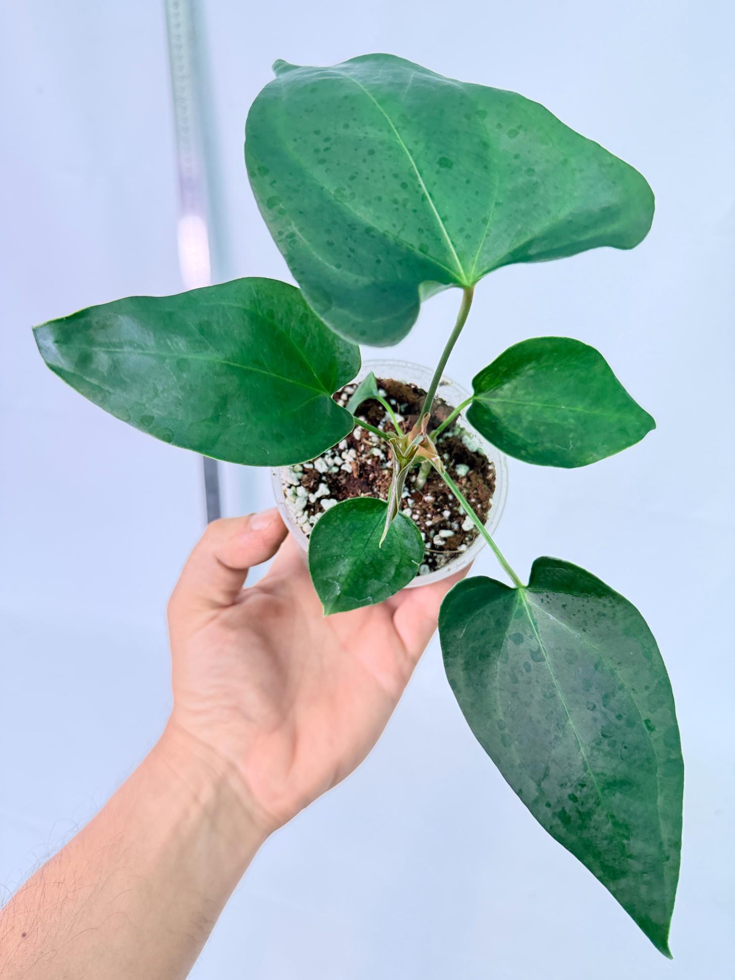 Anthurium Nigrolaminum Gigi 3