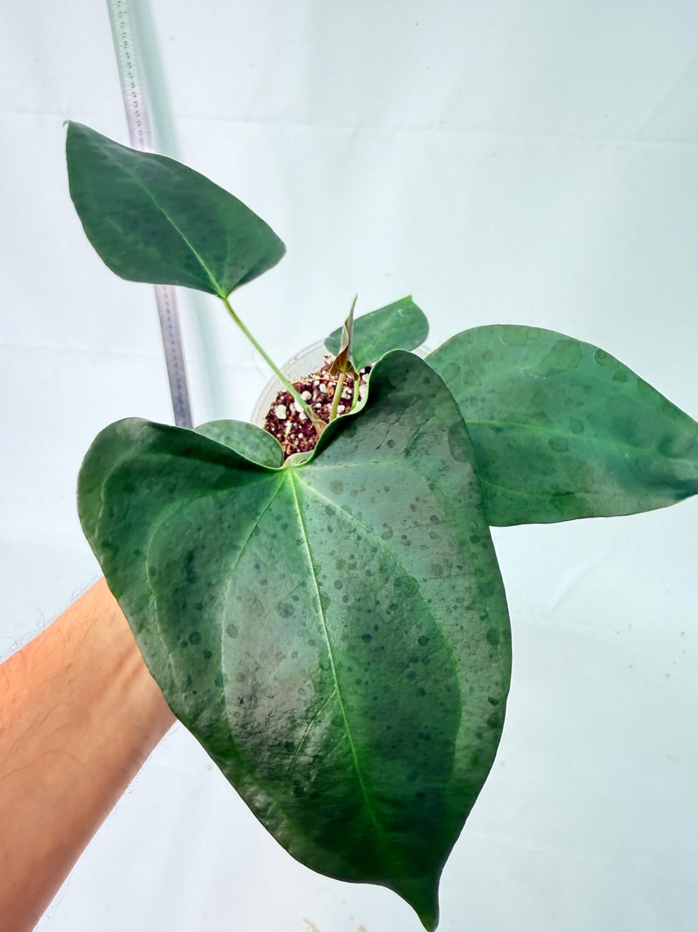 Anthurium Nigrolaminum Gigi 4